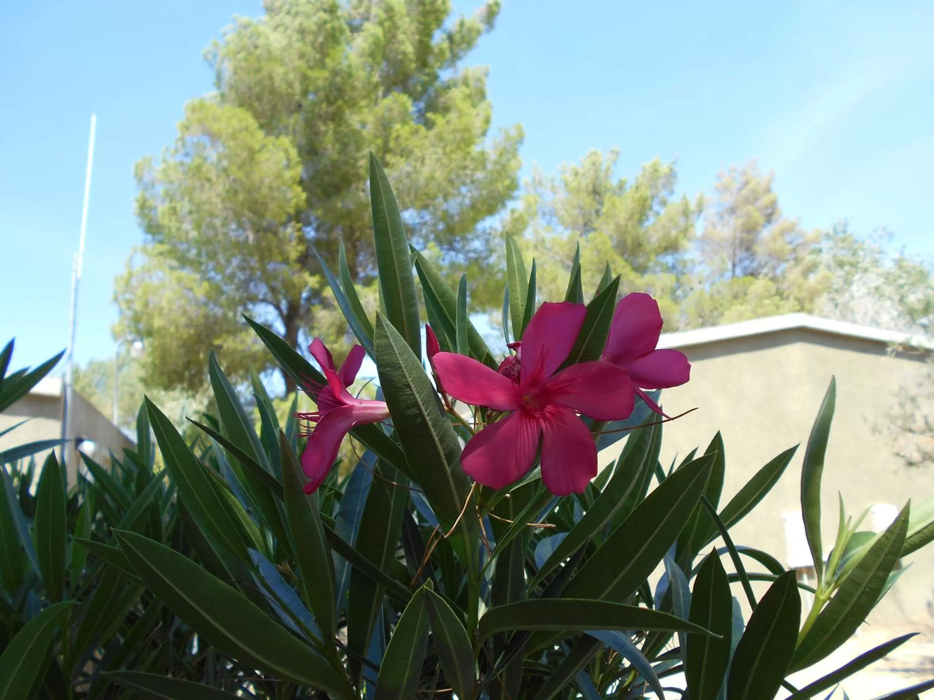 Other, Garden in Atomic Inn Beatty Near Death Valley