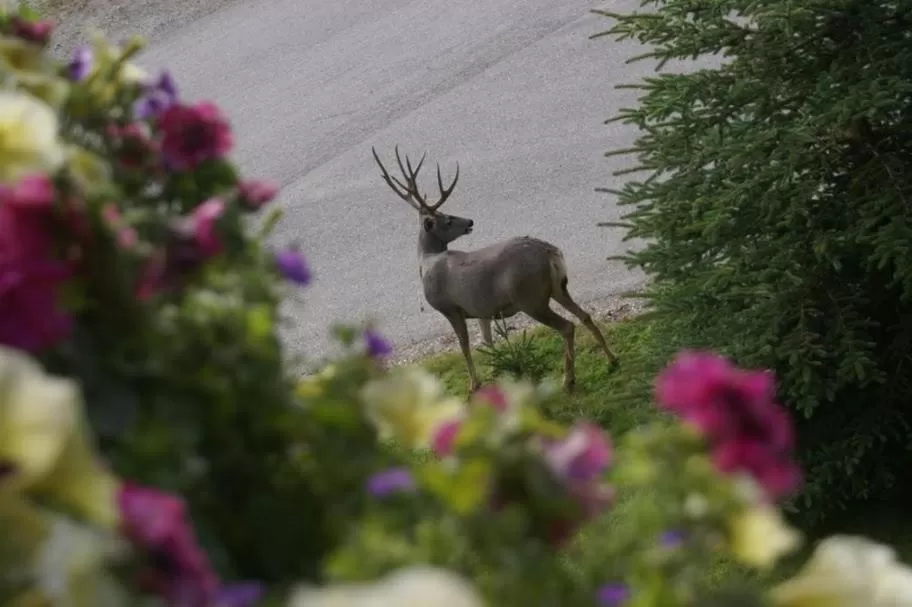 Garden, Other Animals in Alpenglow Bed and Breakfast