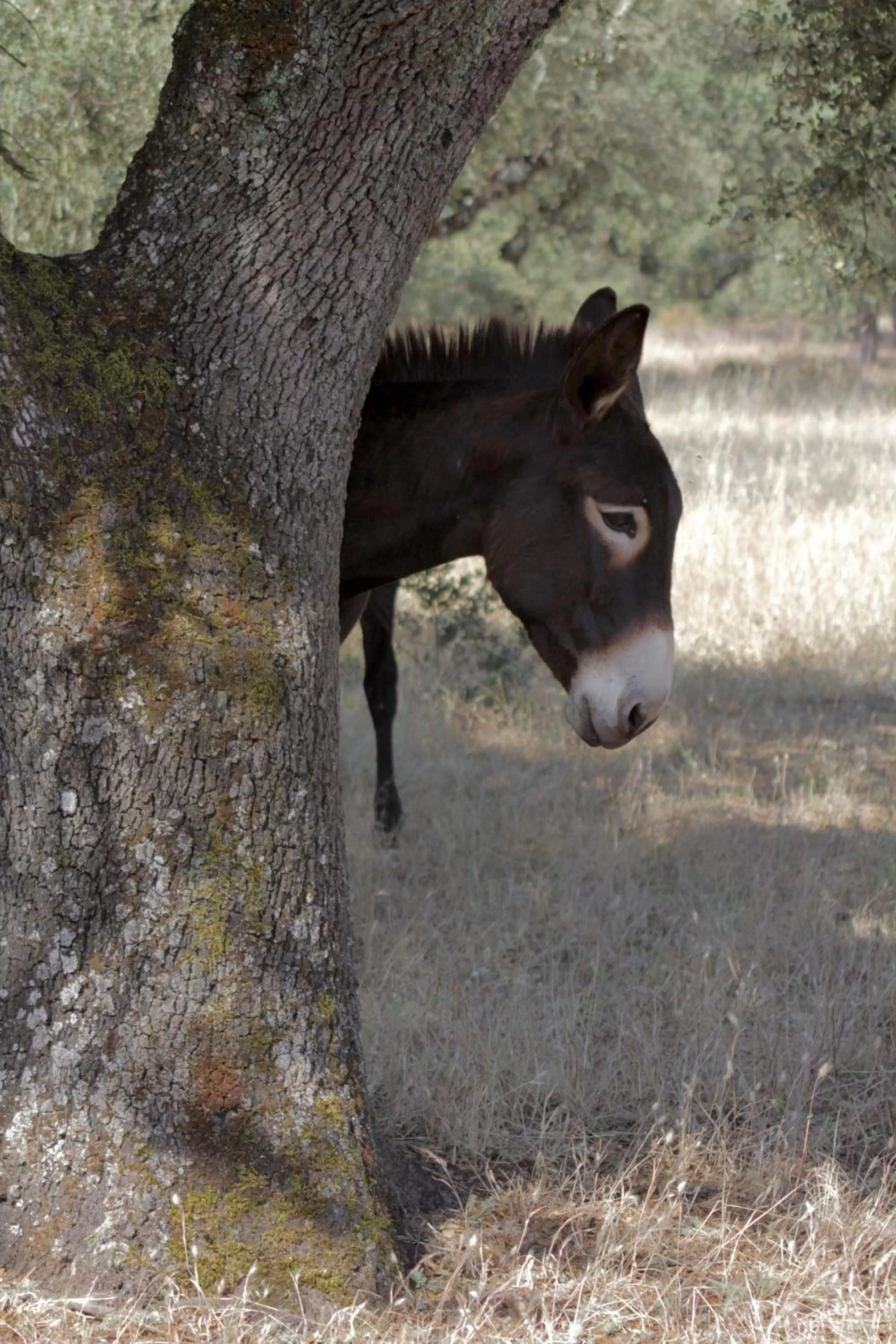 Animals in Pateo dos Solares Charm Hotel