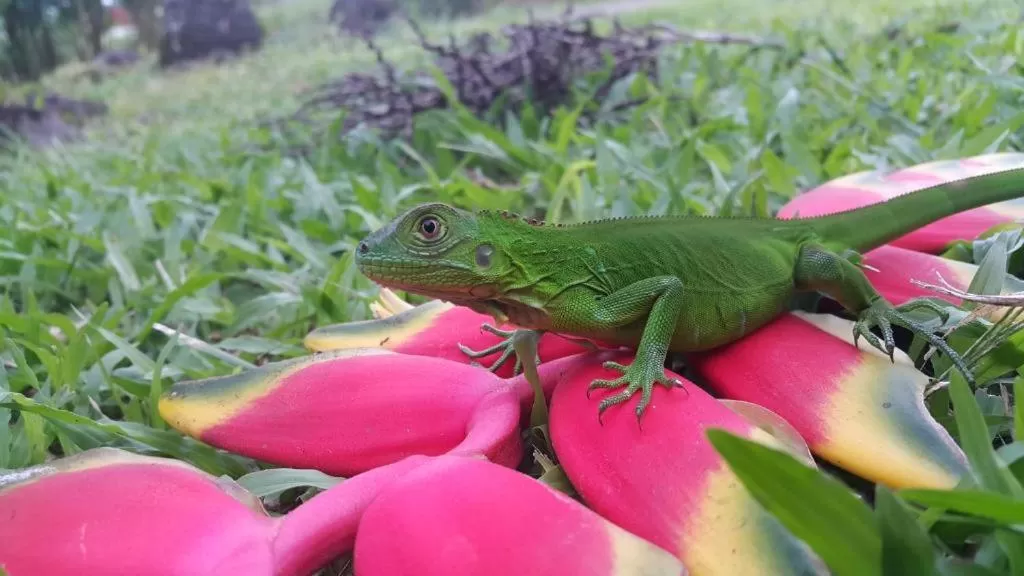 Casona Rústica & Bungalow