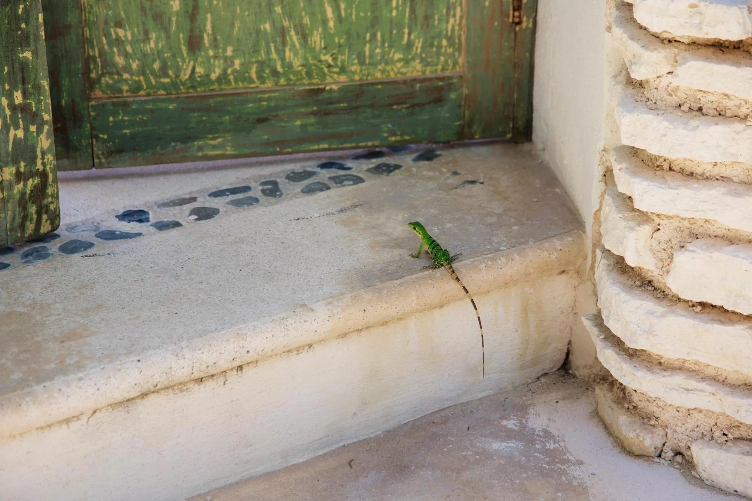 Animals in Punta Piedra Beach Posada