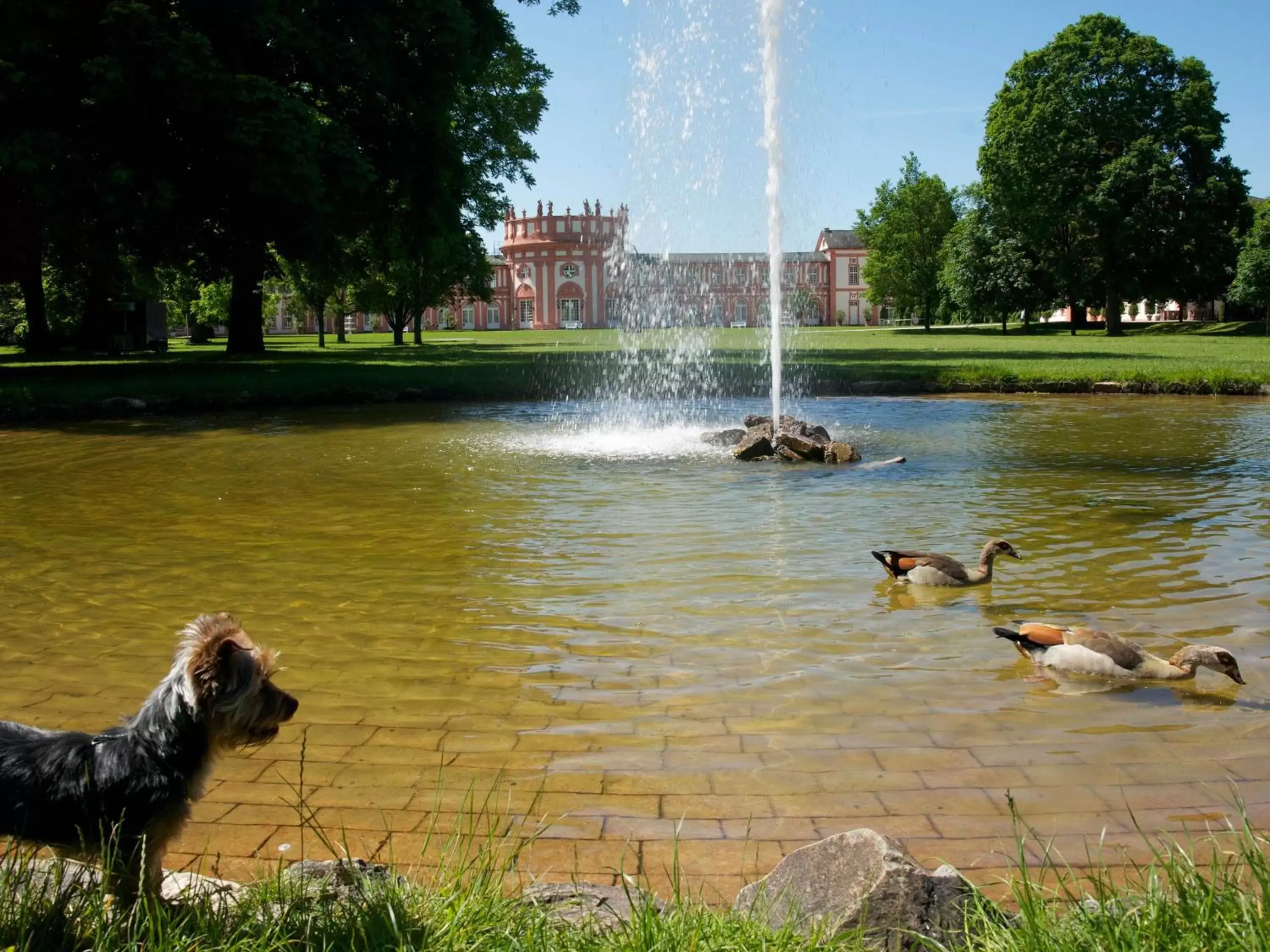 Animals, Pets in Hotel Am Schlosspark , Wiesbaden