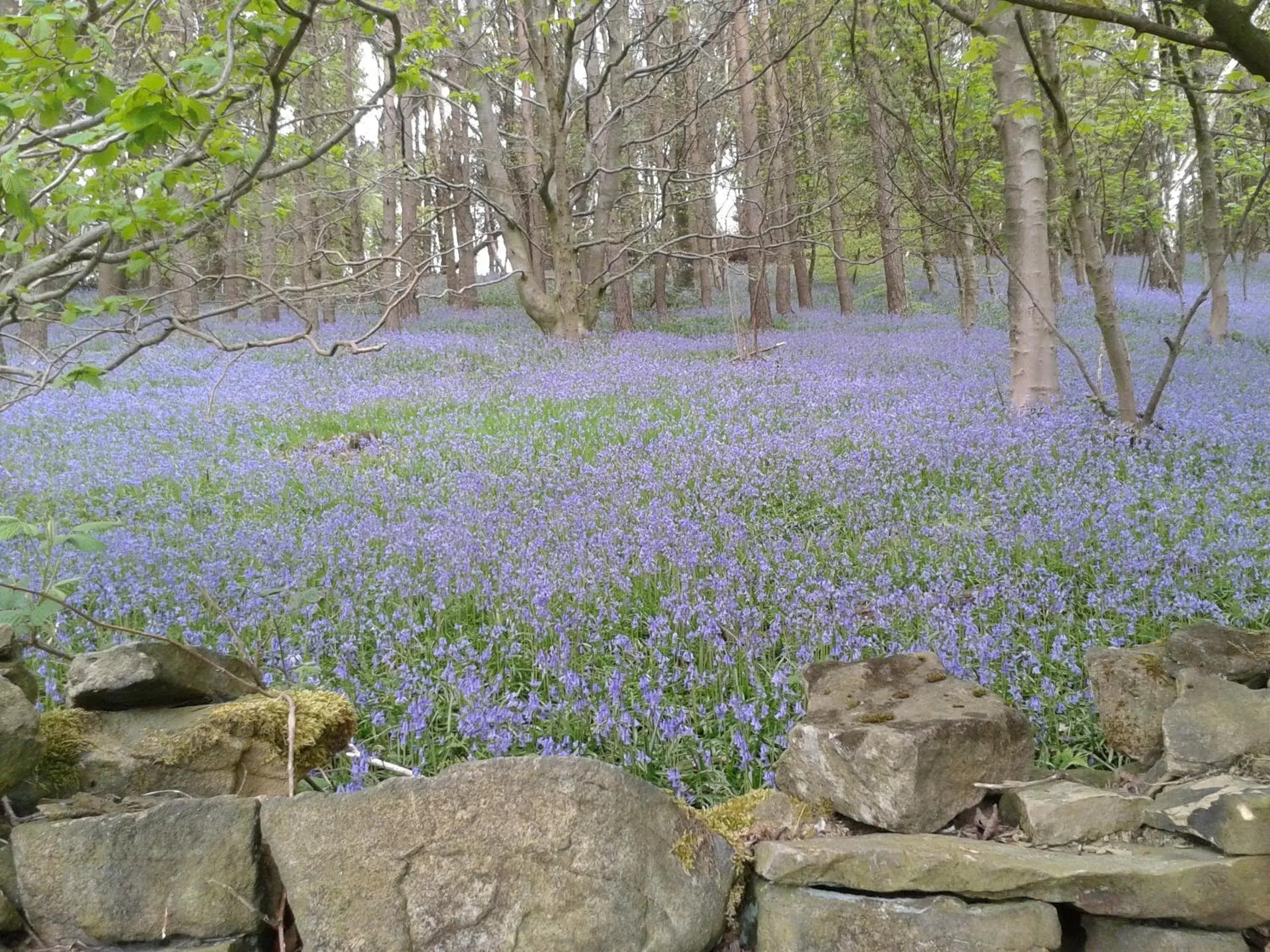 Natural landscape in Shrigley Hall Hotel, Golf & Country Club