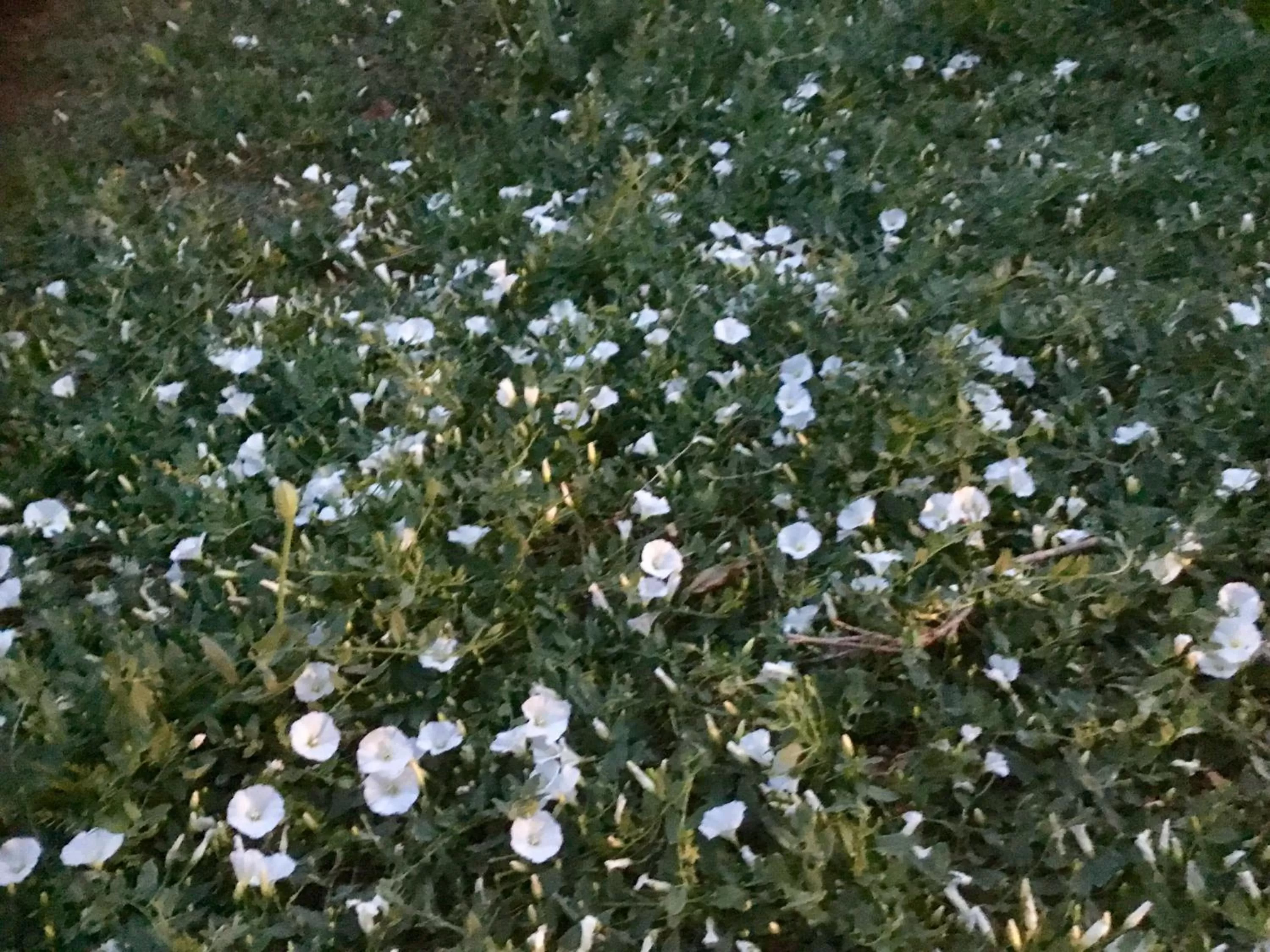 Other Animals in Longo Maï