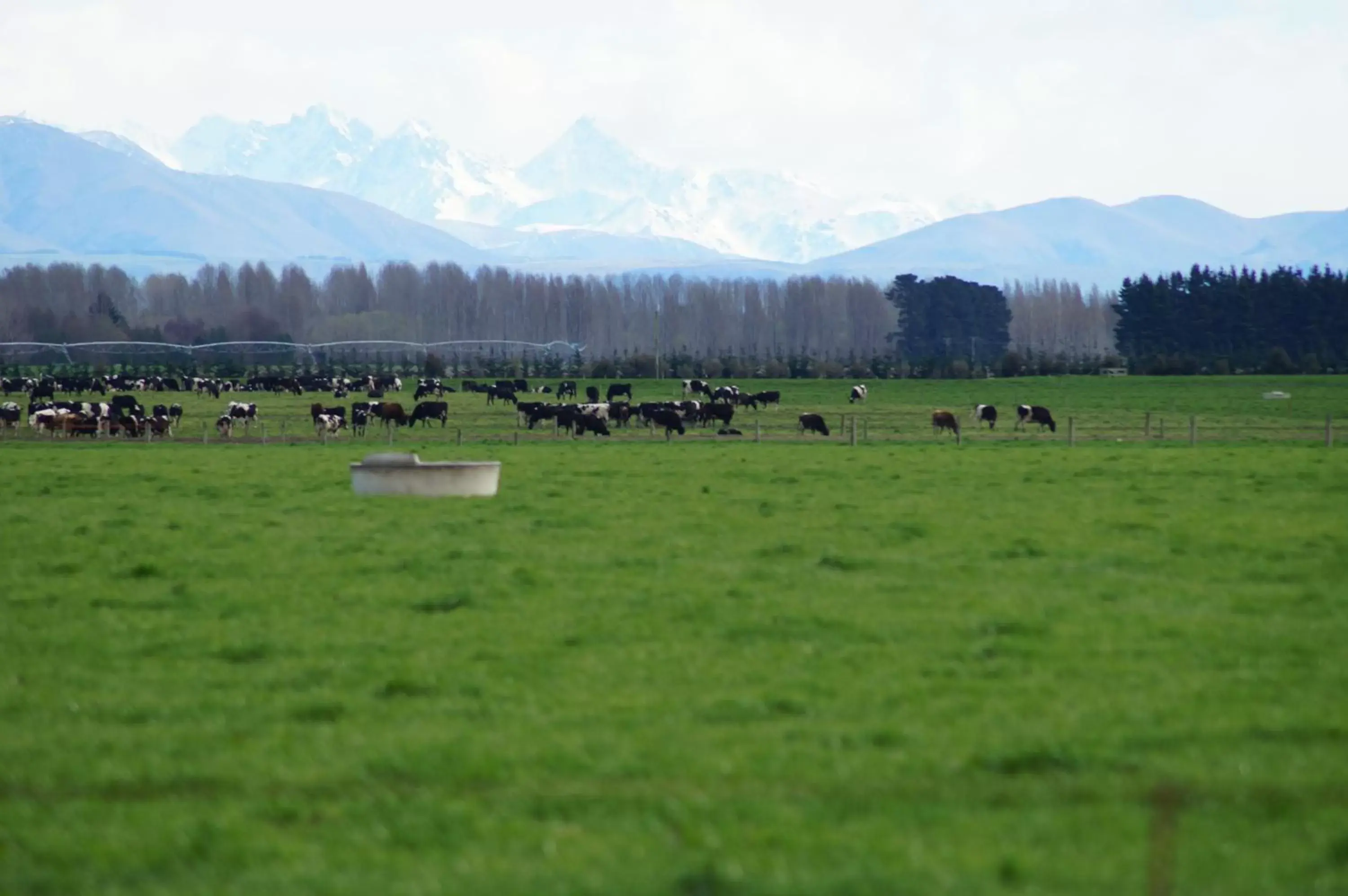 Animals in Taylors Motel