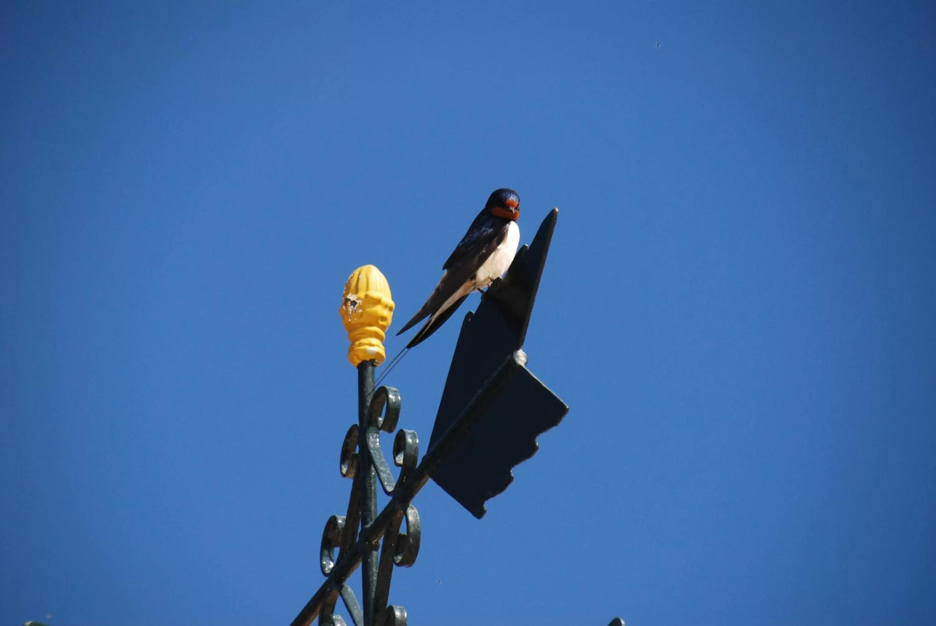 Facade/entrance, Other Animals in Fig Tree House