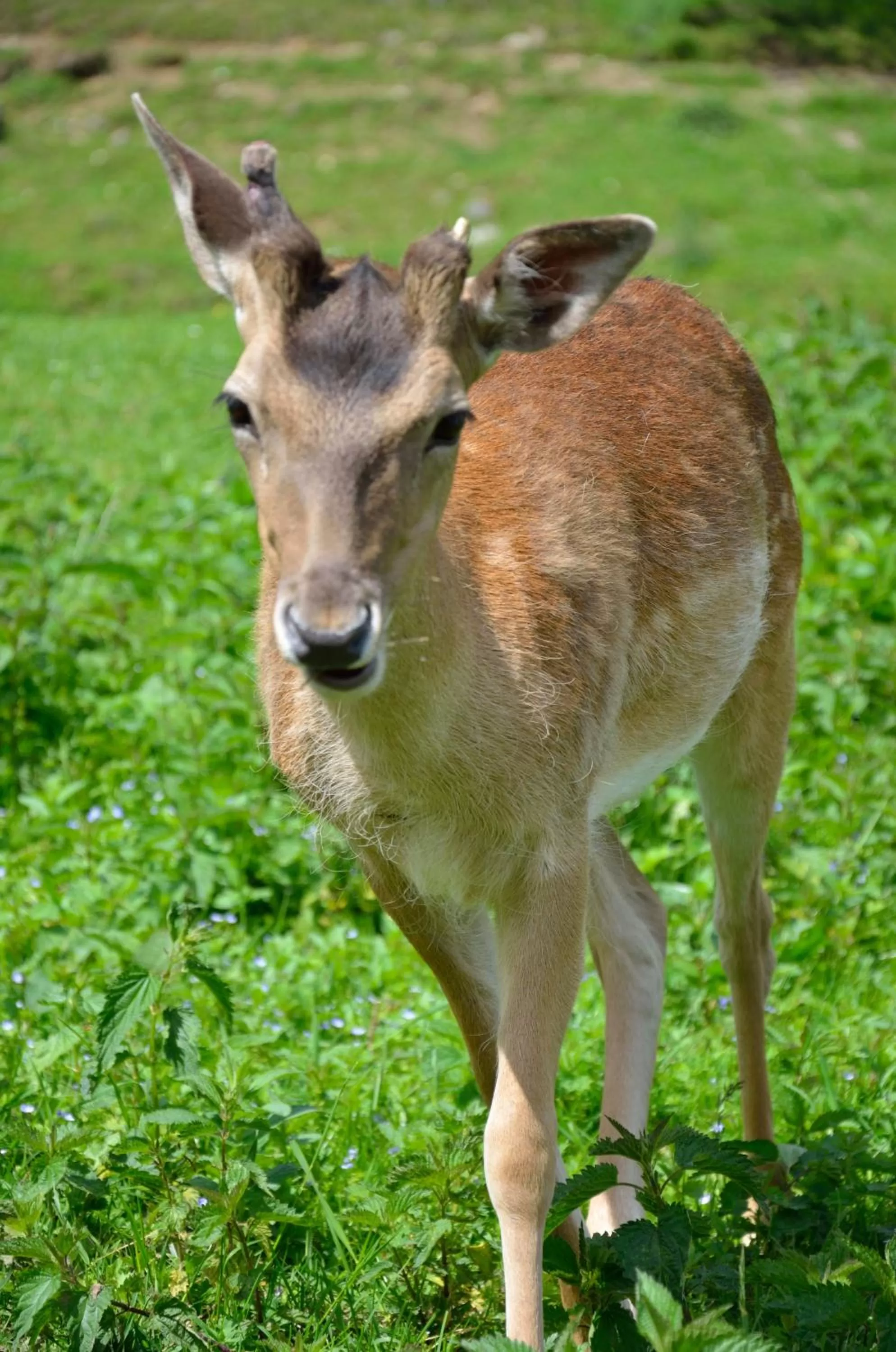 Animals, Other Animals in Panorama Hotel Gasthof Leidingerhof