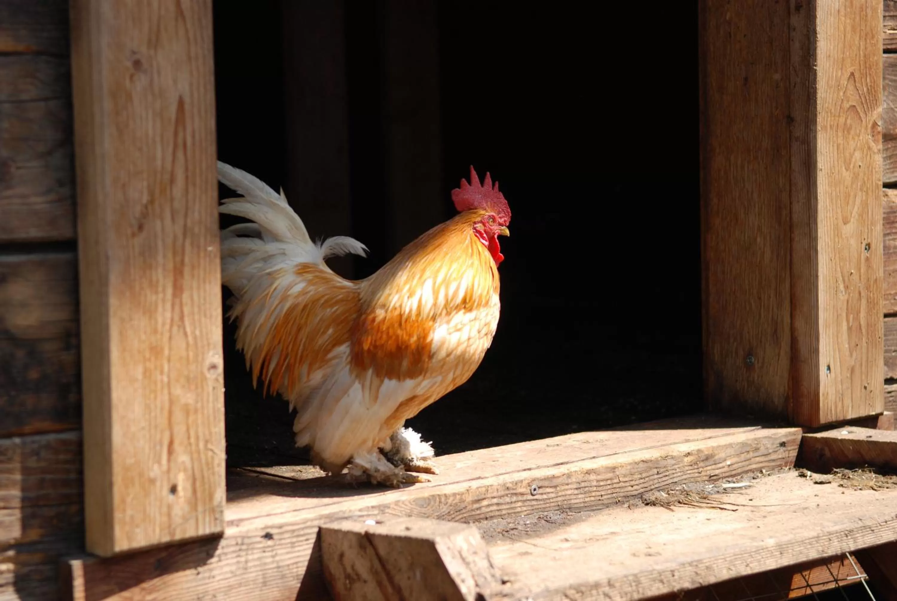 Animals, Other Animals in Residence Obermoarhof