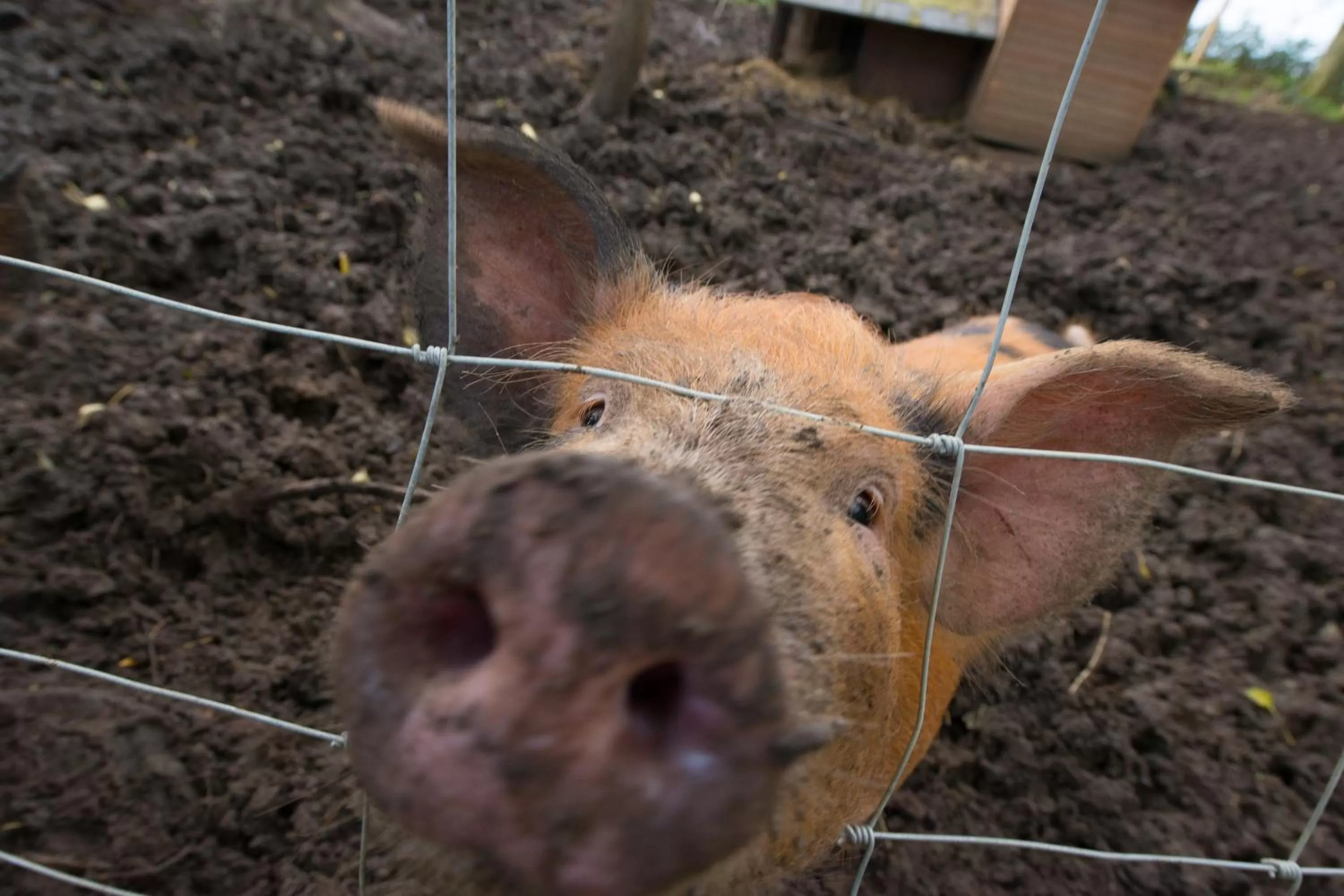 Animals, Other Animals in Valley Farmhouse B&B
