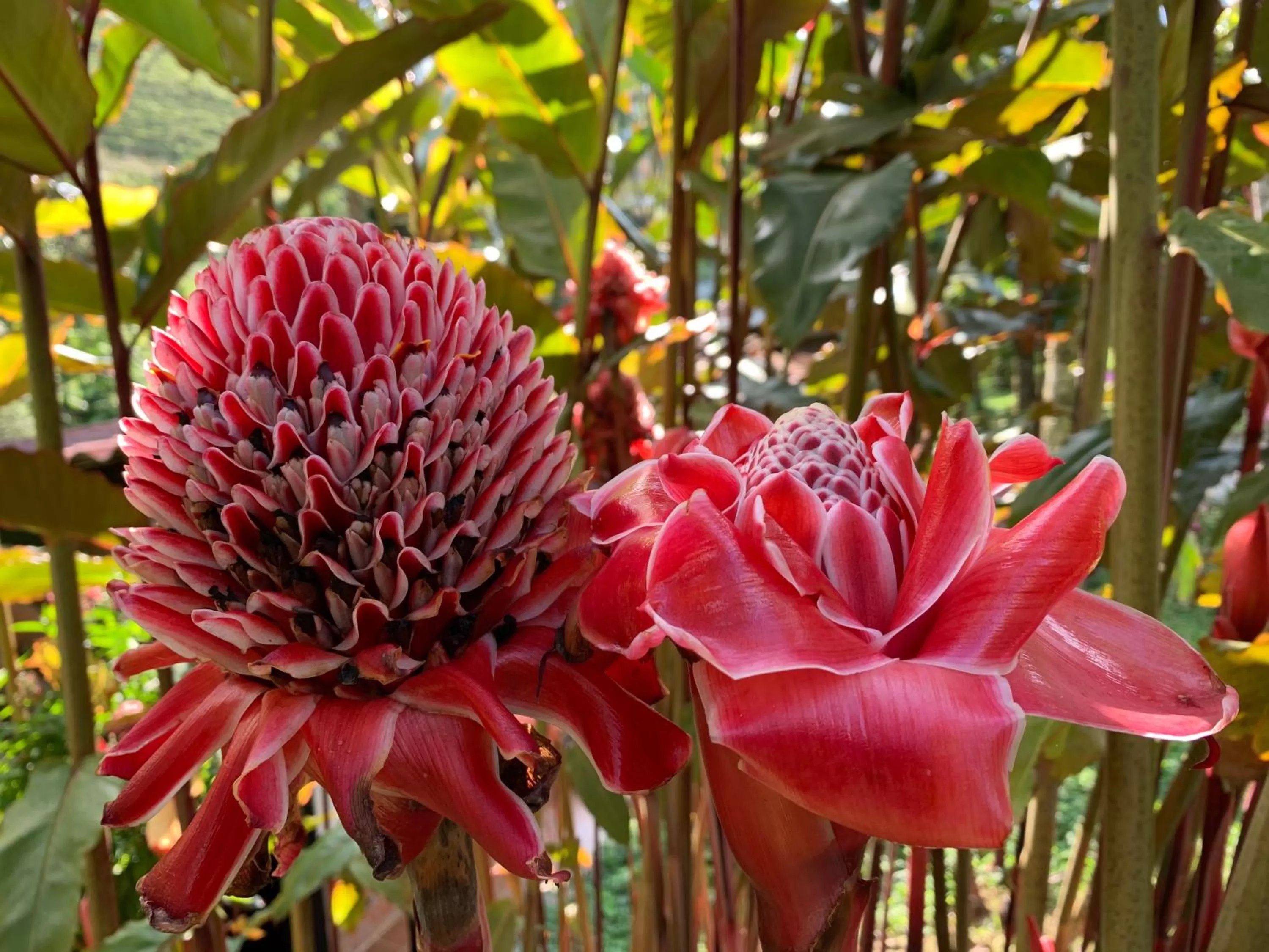Garden in Hotel Vísperas