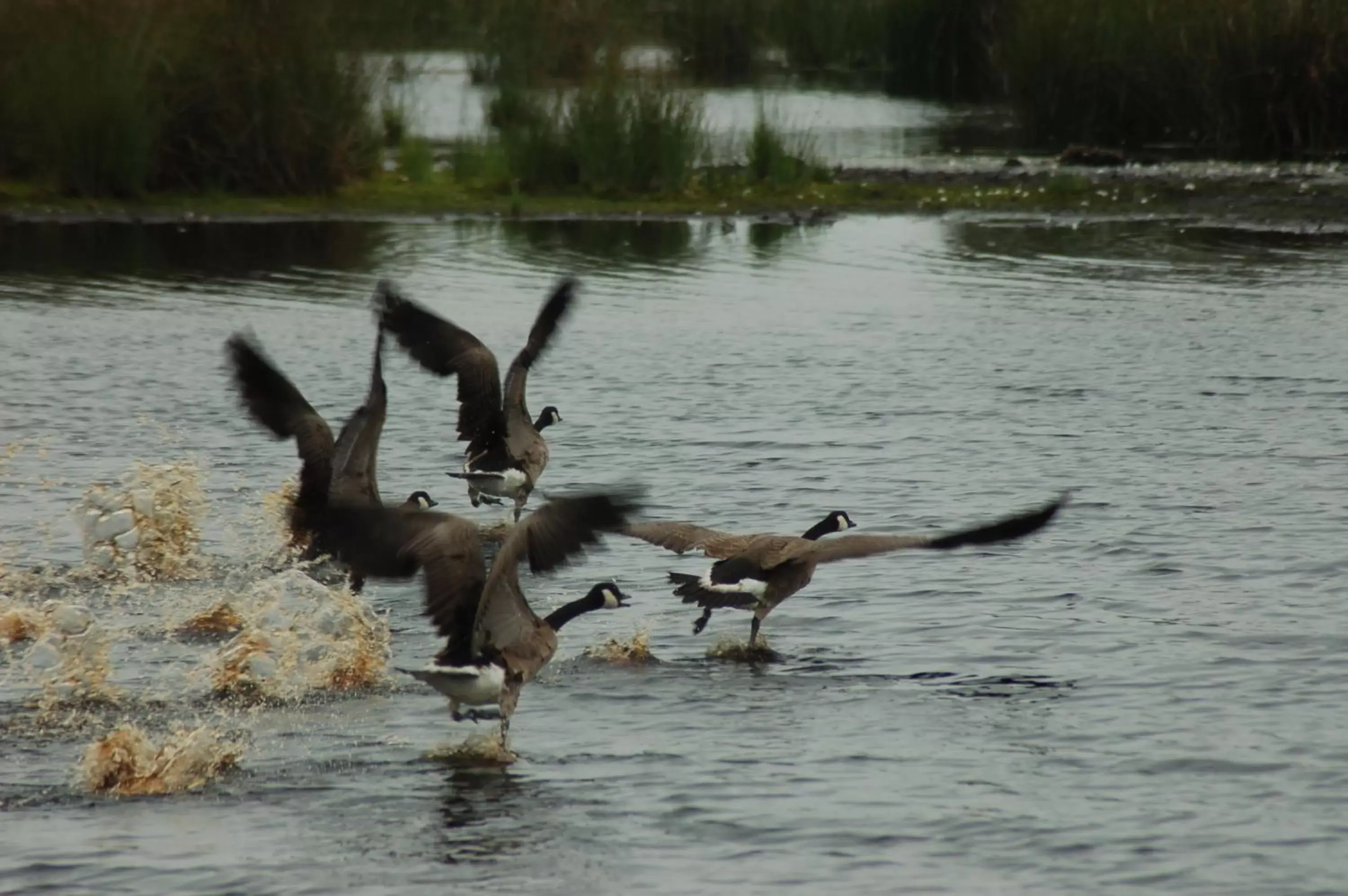 Off site, Other Animals in Stichting Veenloopcentrum Weiteveen