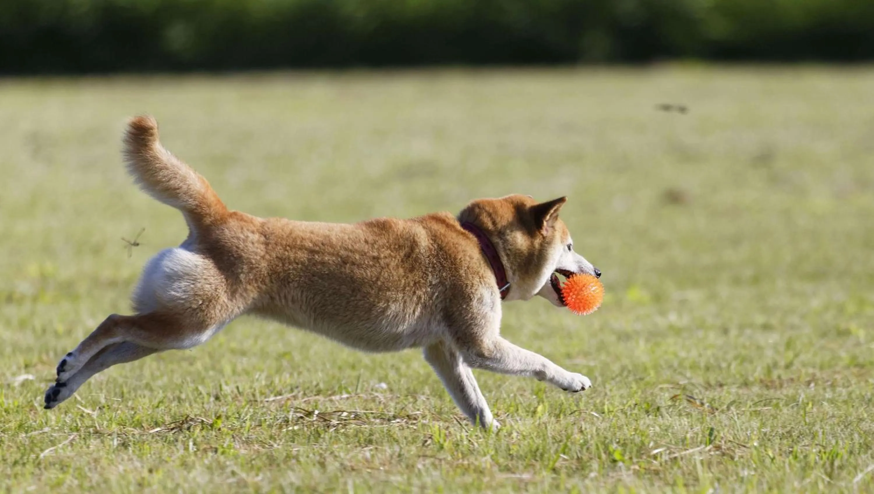 Pets in Adirondack Lodge Old Forge