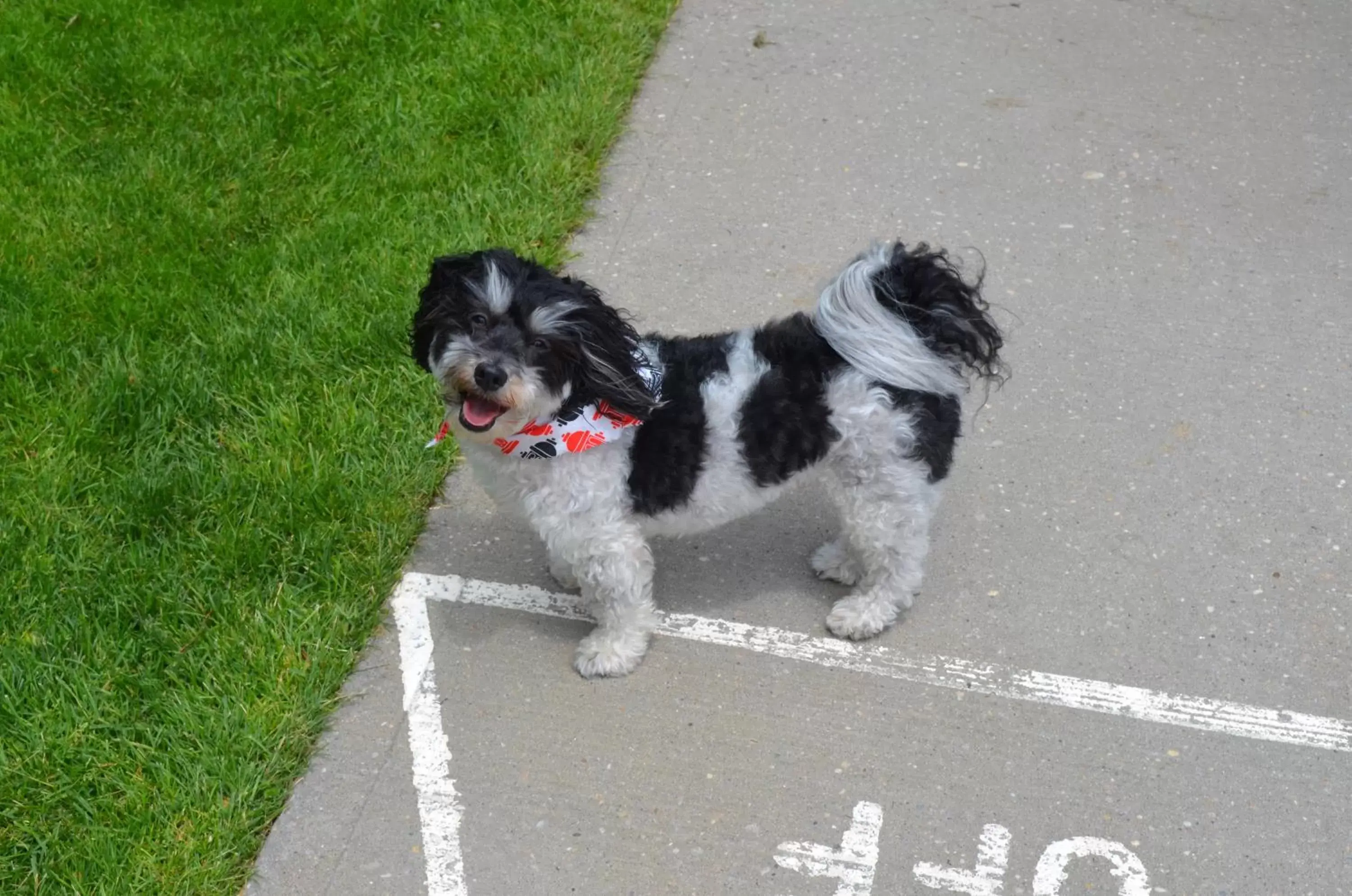 Pets in Southampton Inn