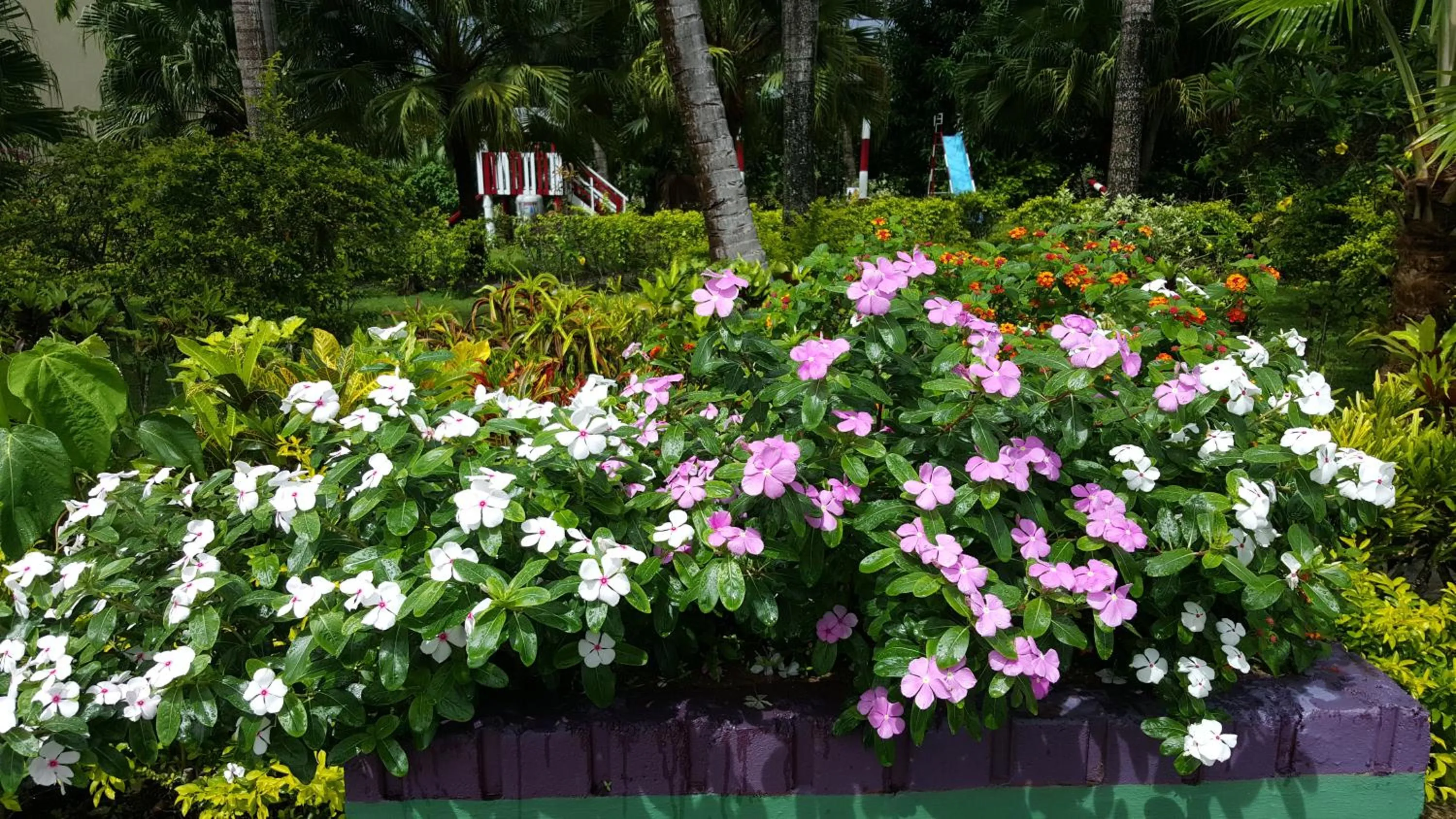 Garden in Grand West Villas
