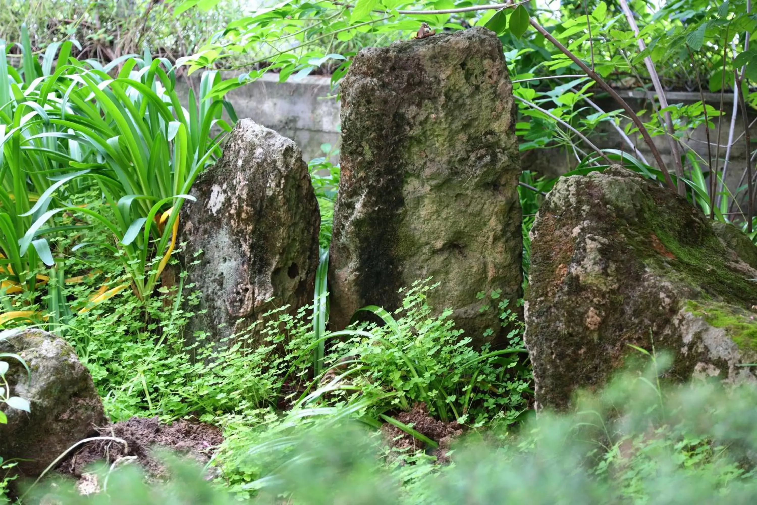 Garden, Natural Landscape in Nash Hotel