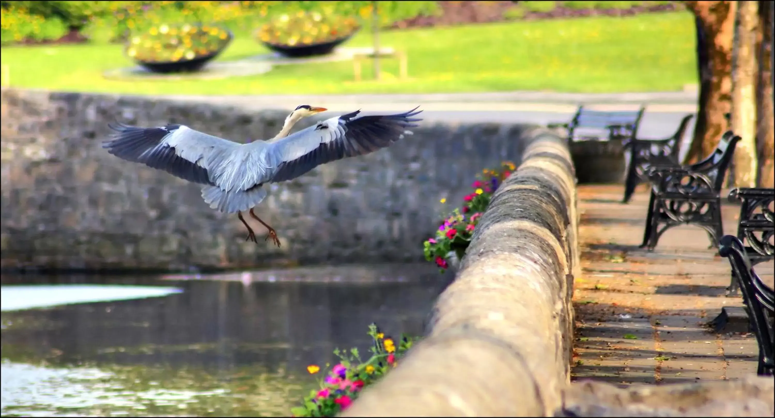 Animals, Other Animals in Clew Bay Hotel