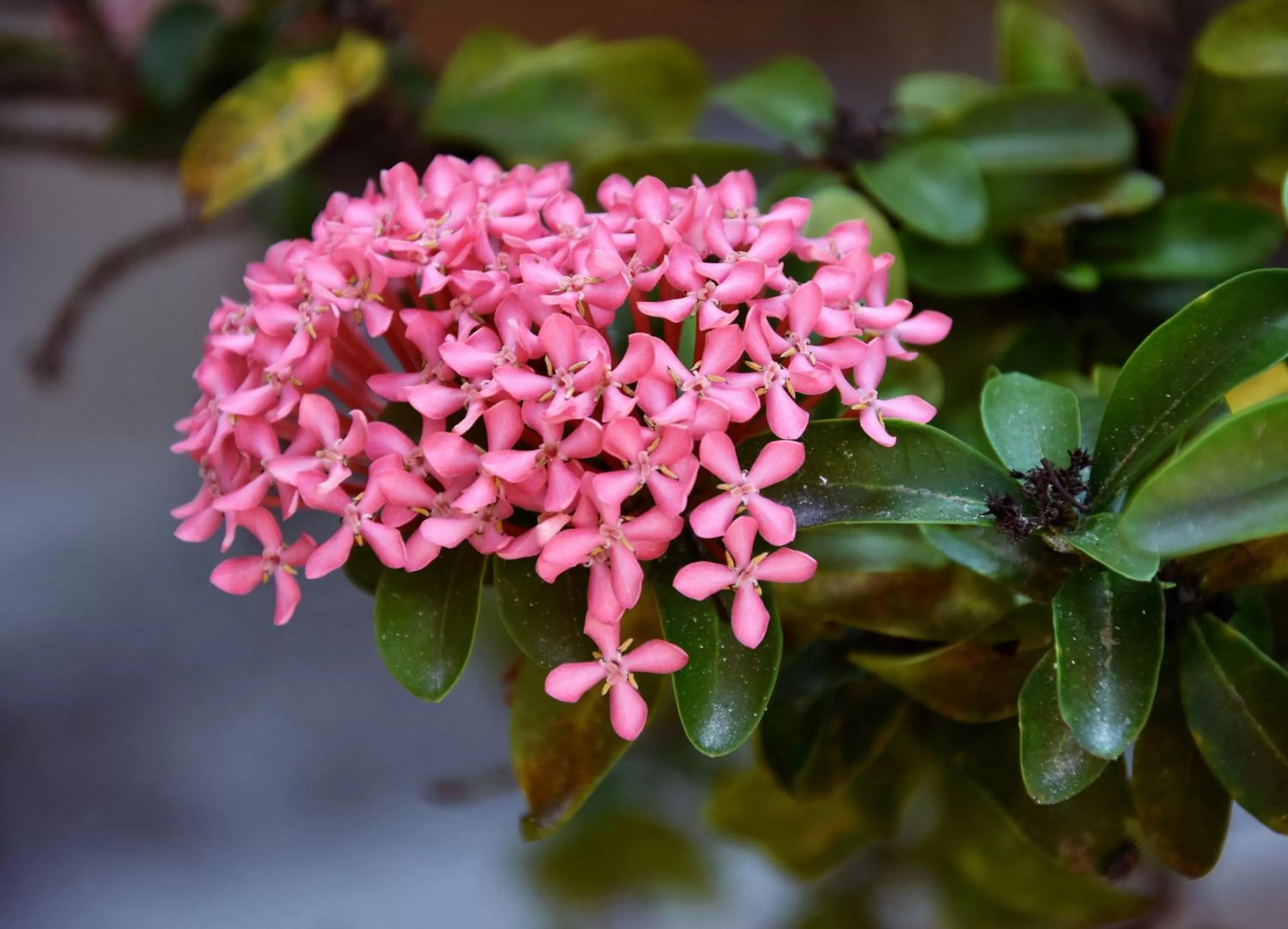 Garden in Hotel Mary Carmen