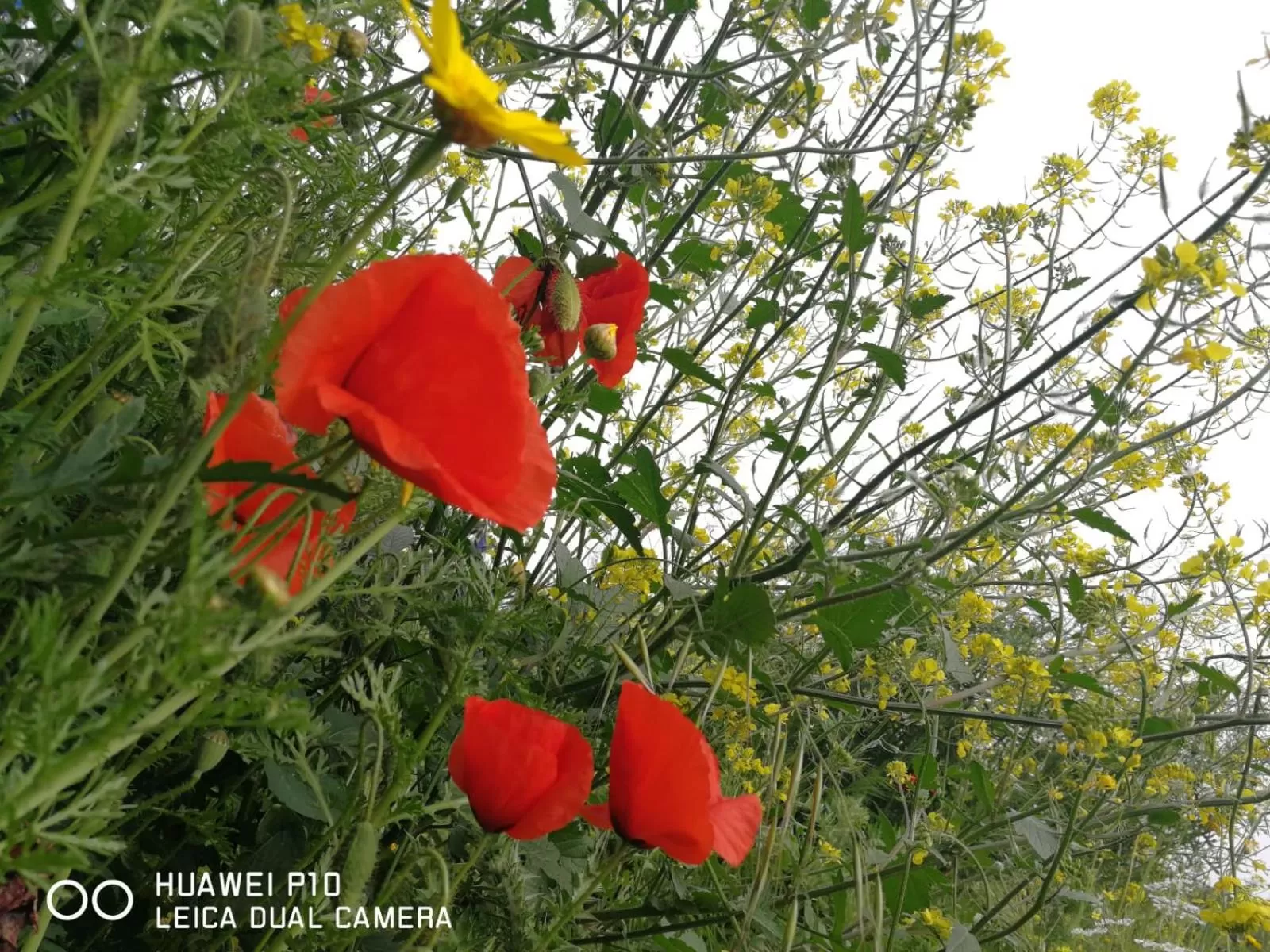 Garden in Albero della musica