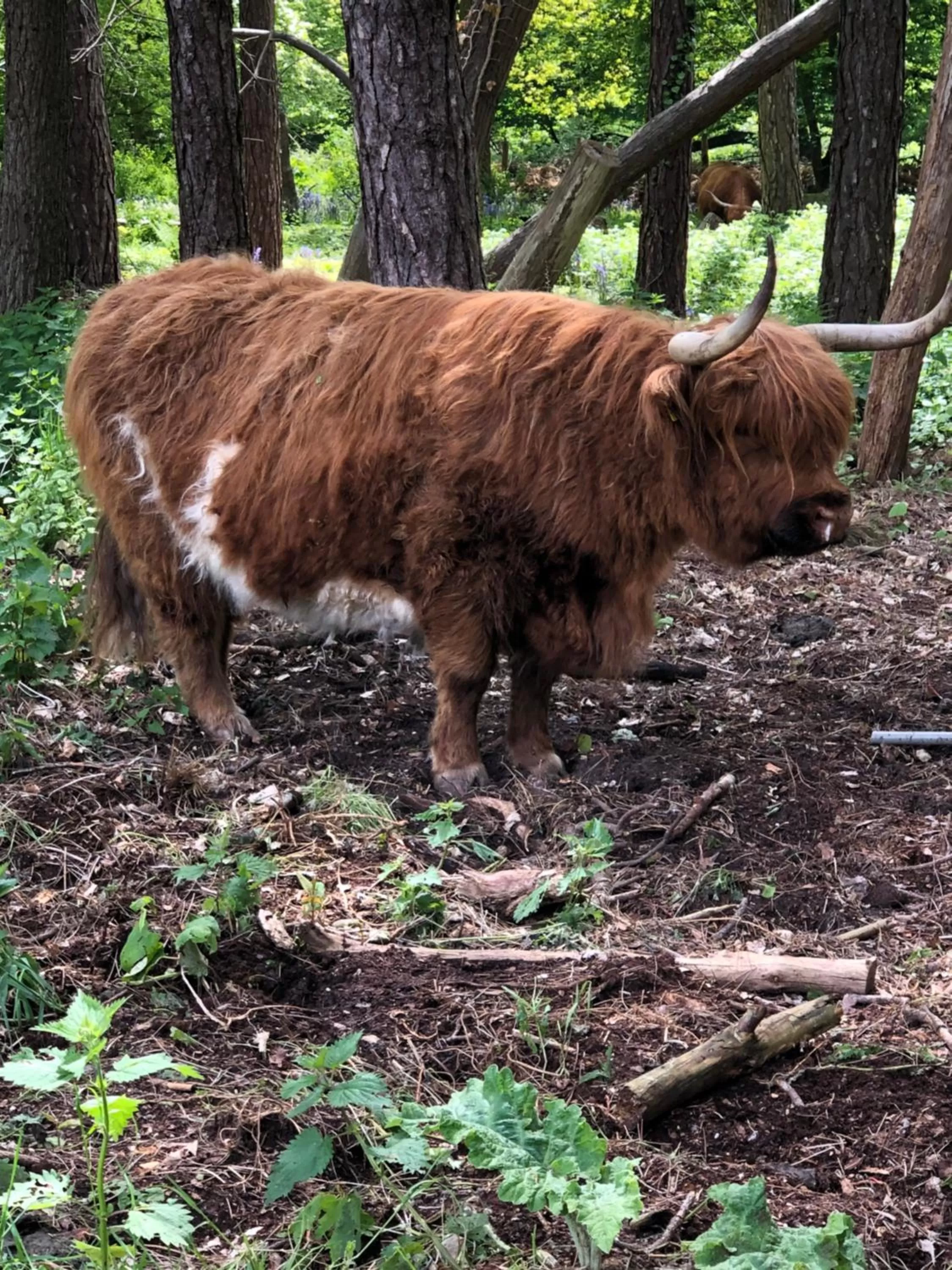 Natural landscape, Other Animals in Tiny House Boatshed