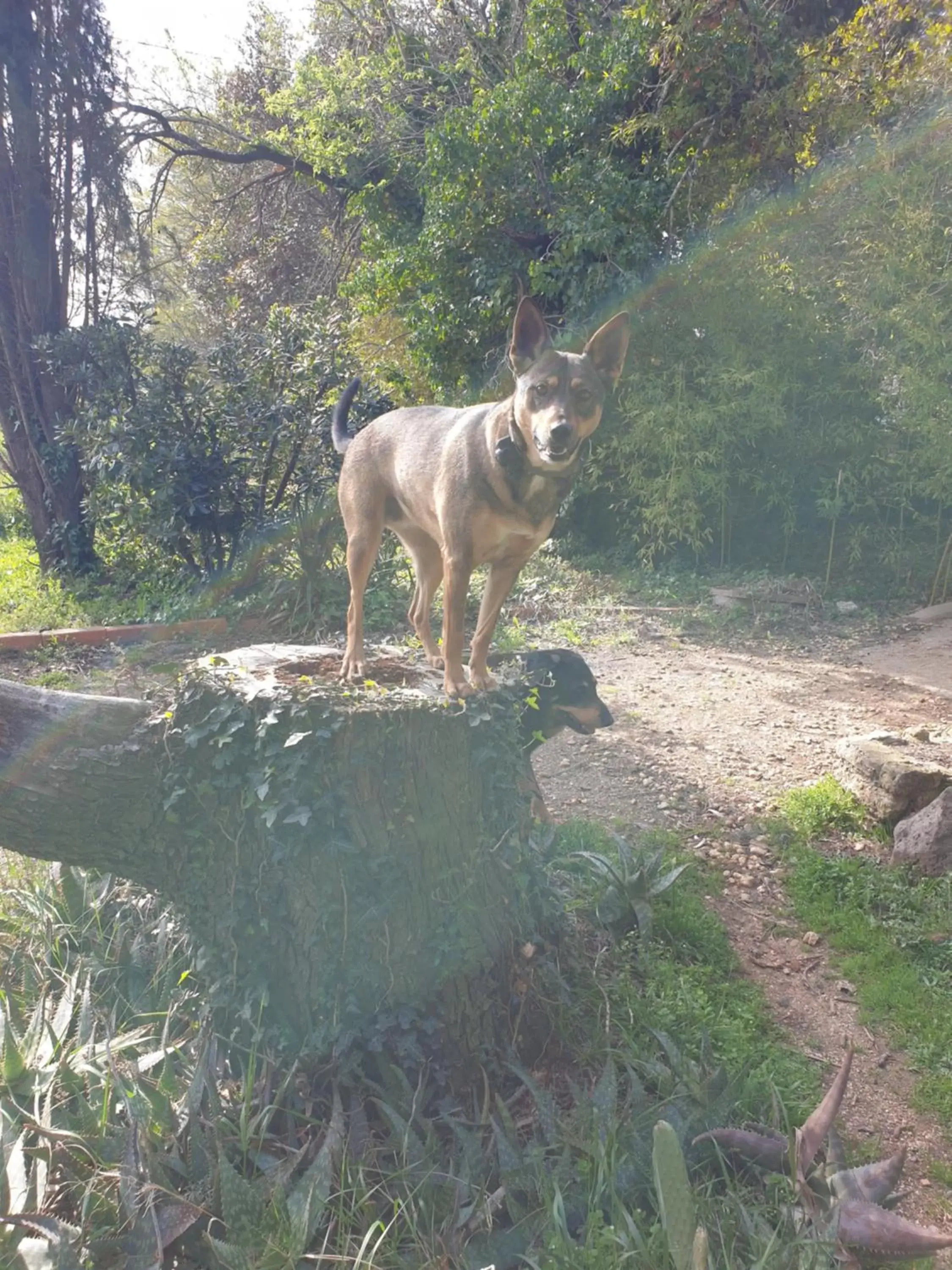 Other Animals in Chambre d'hôtes dans propriété rurale - Provence