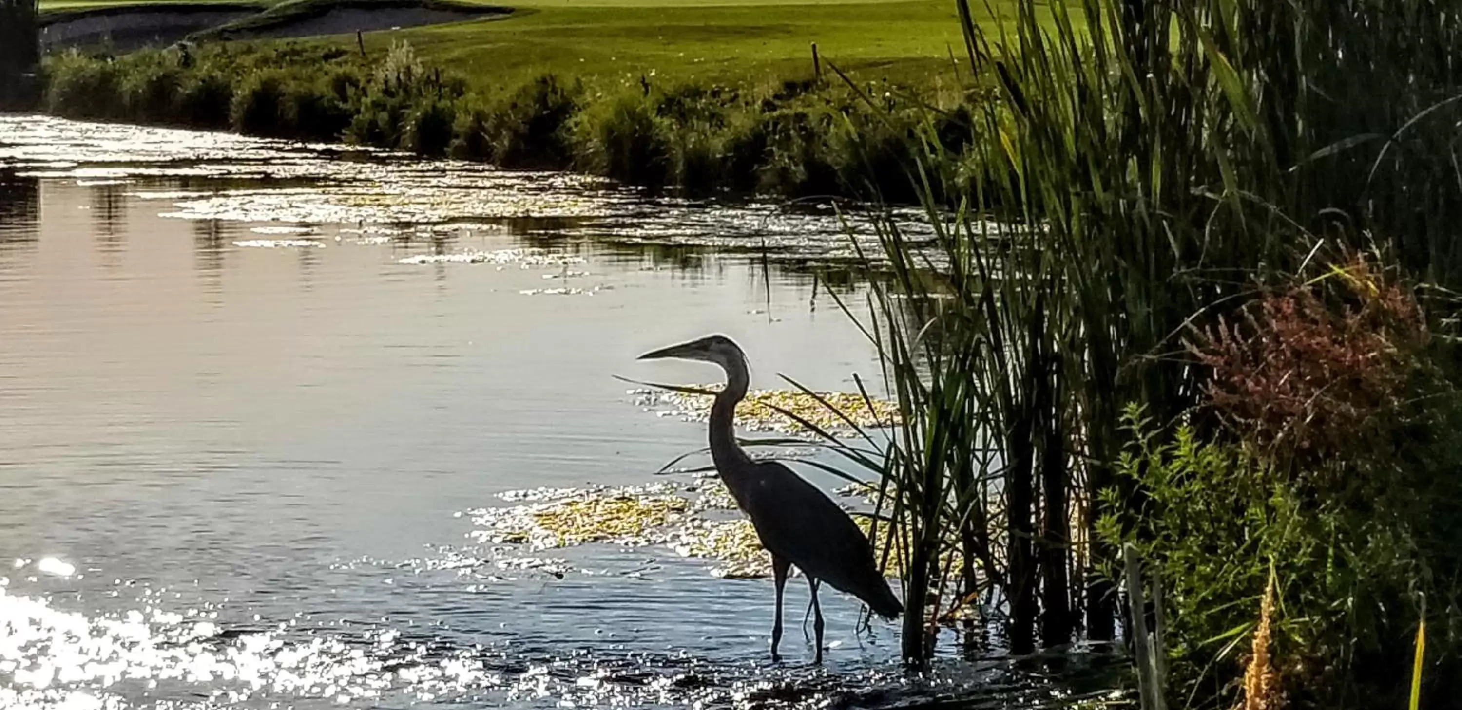 Other Animals in Resort at Eagle Point Golf Club Lodging