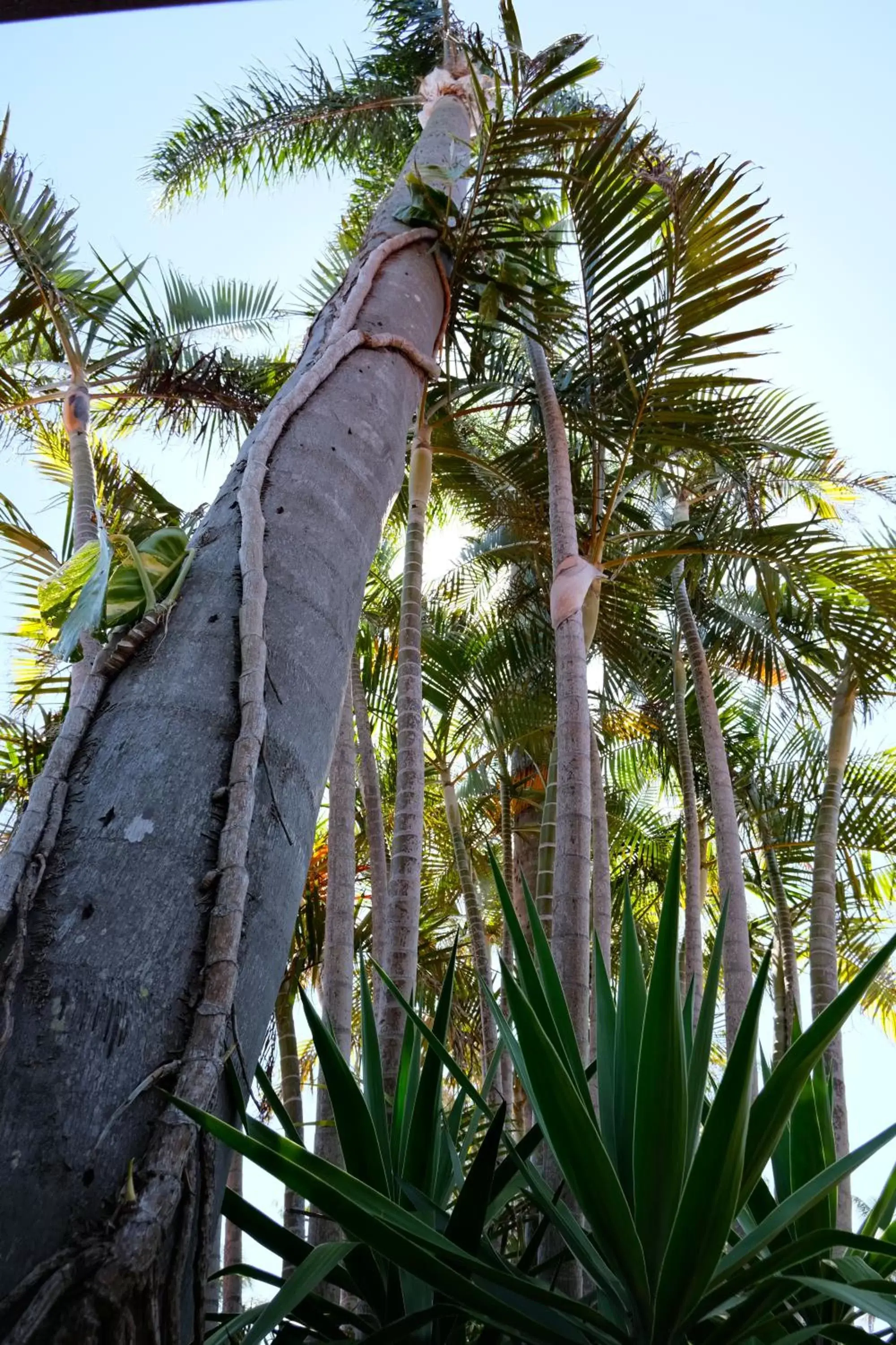 Garden view in Sapphire Palms Motel