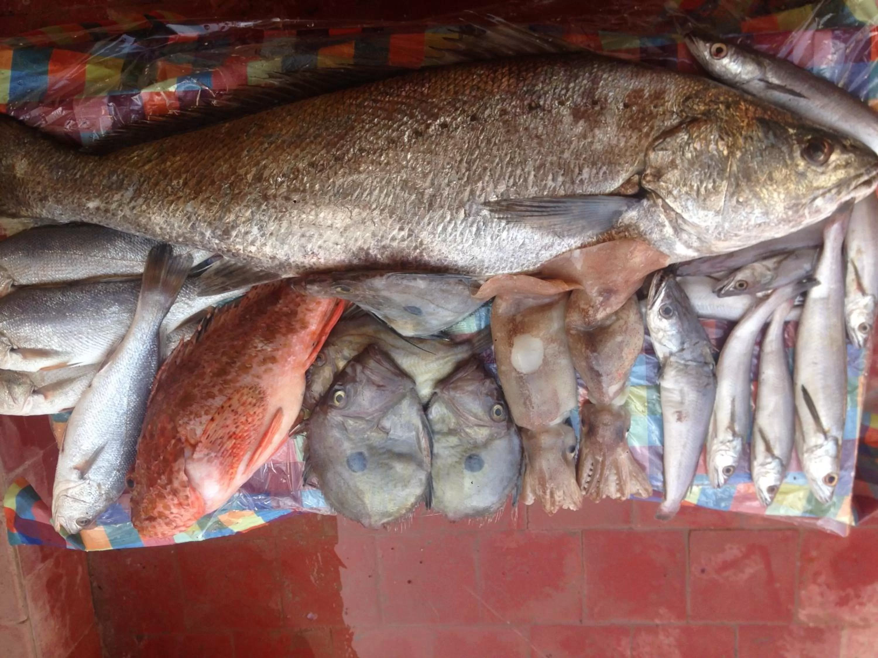 Other Animals in Hotel El ghazi