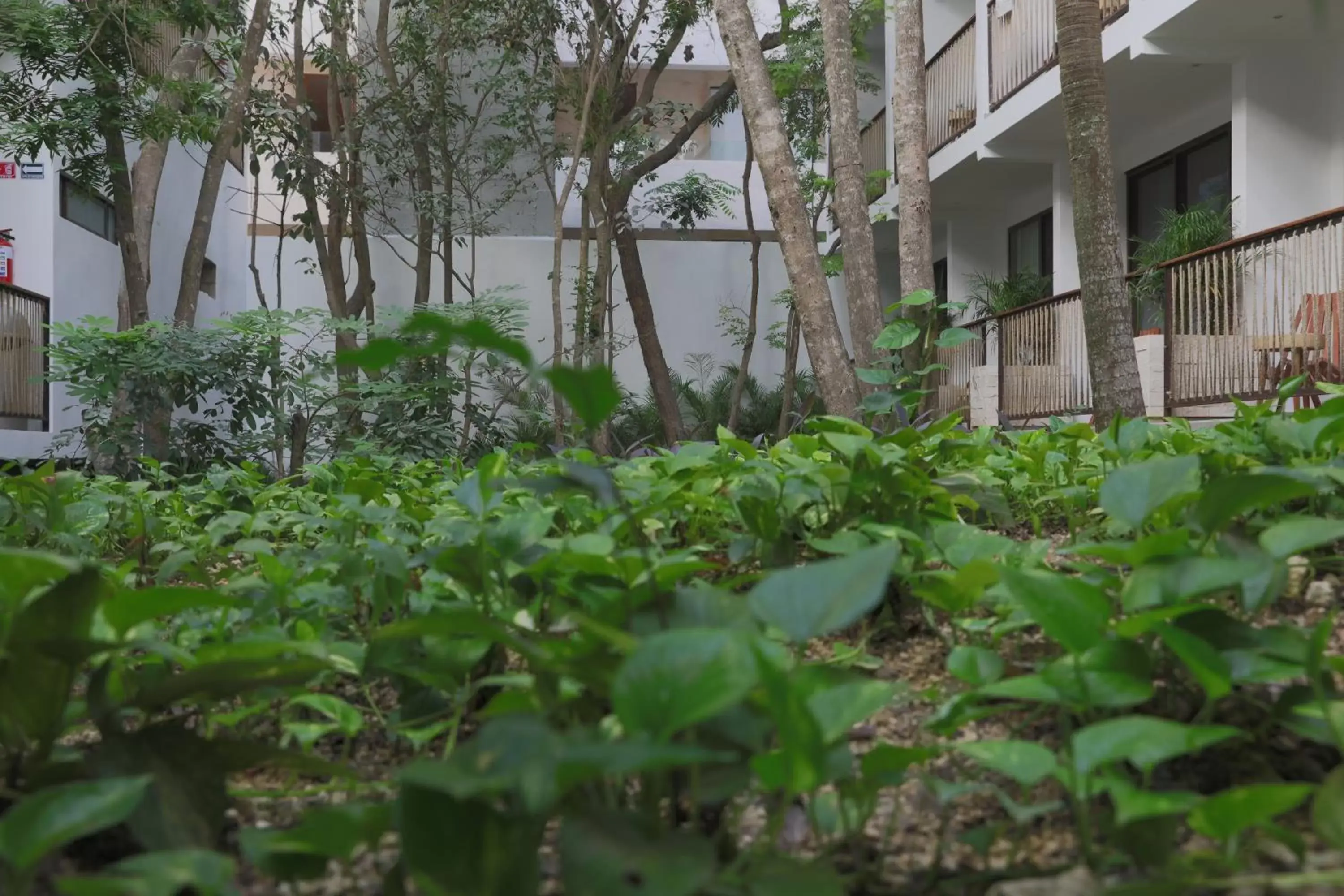 Garden, Property Building in Hotel Blanco Tulum