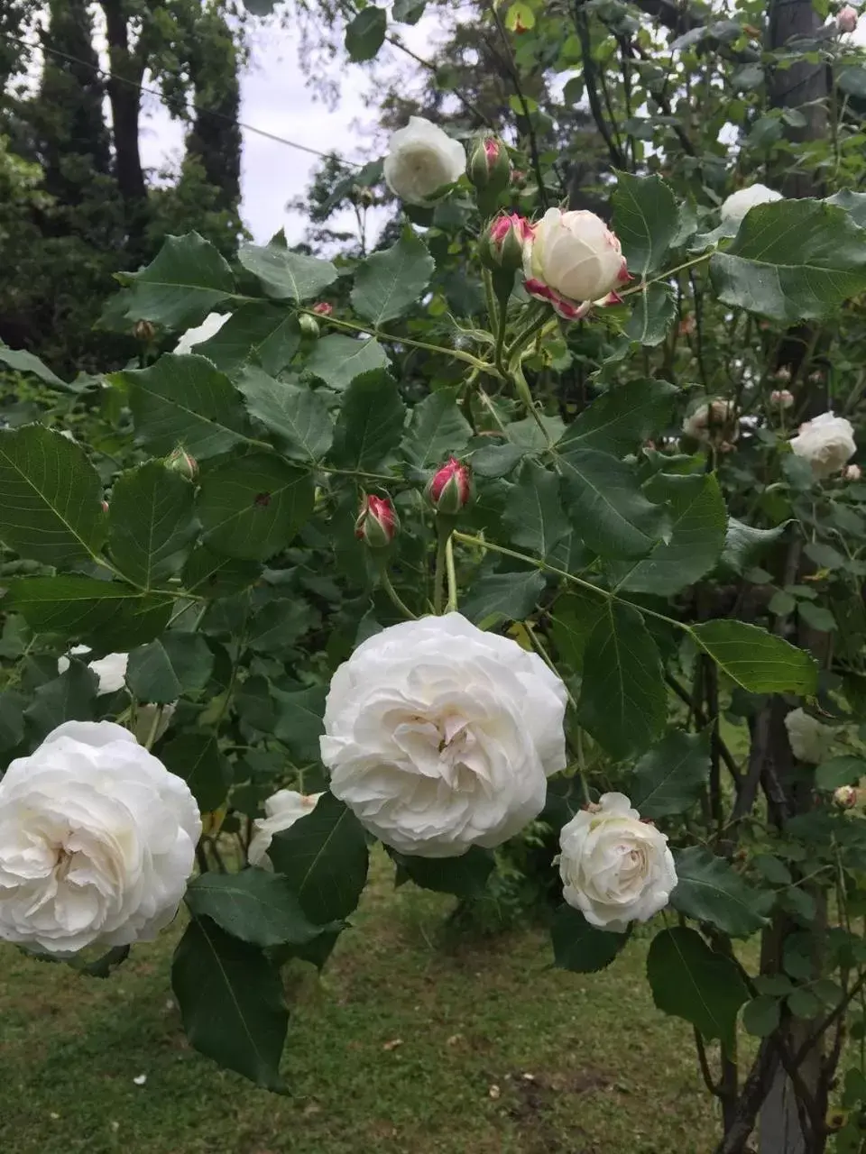 Garden in Le dimore de Il borgo del balsamico