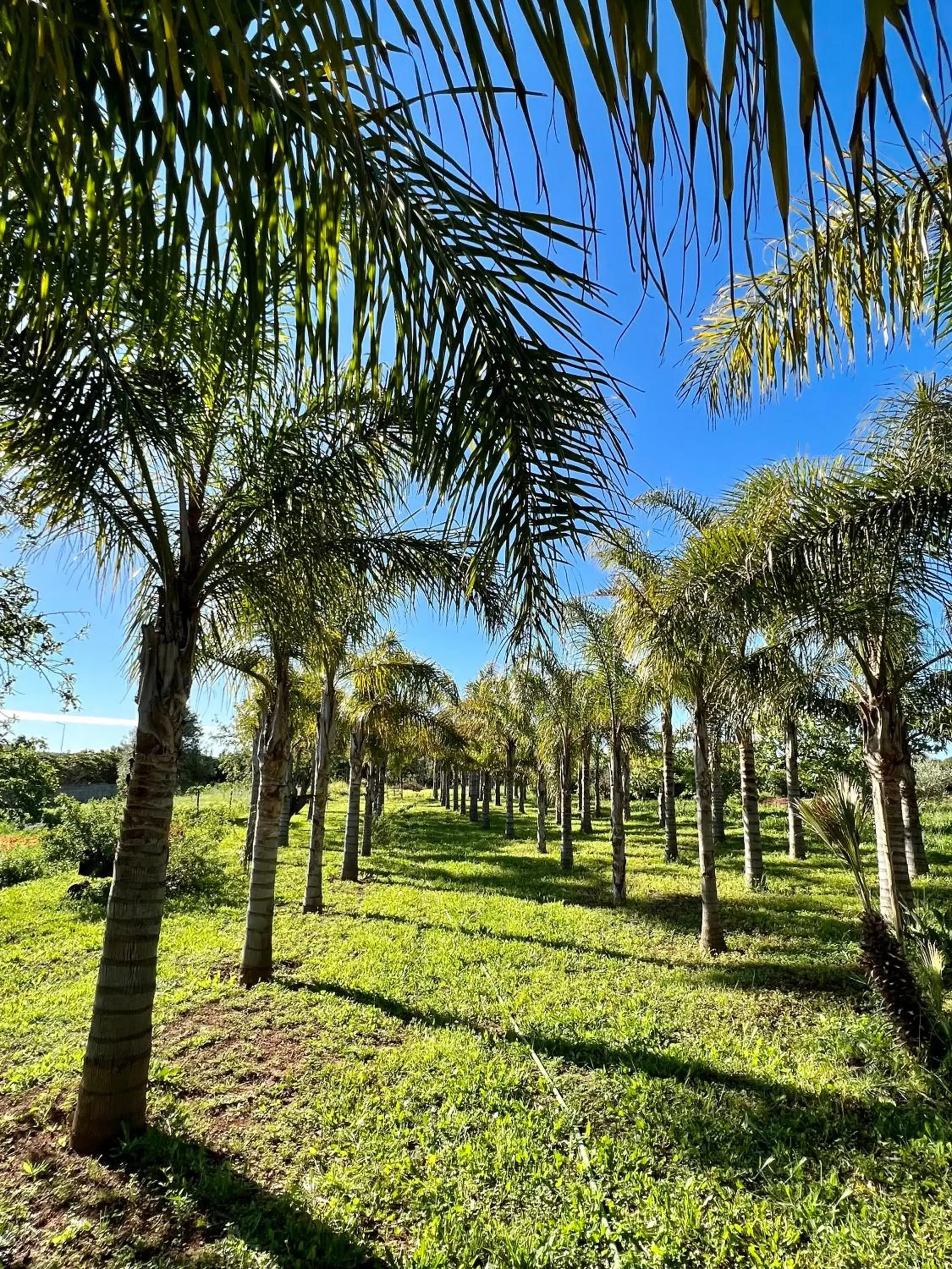 Garden in Palm View Guesthouse, adults only