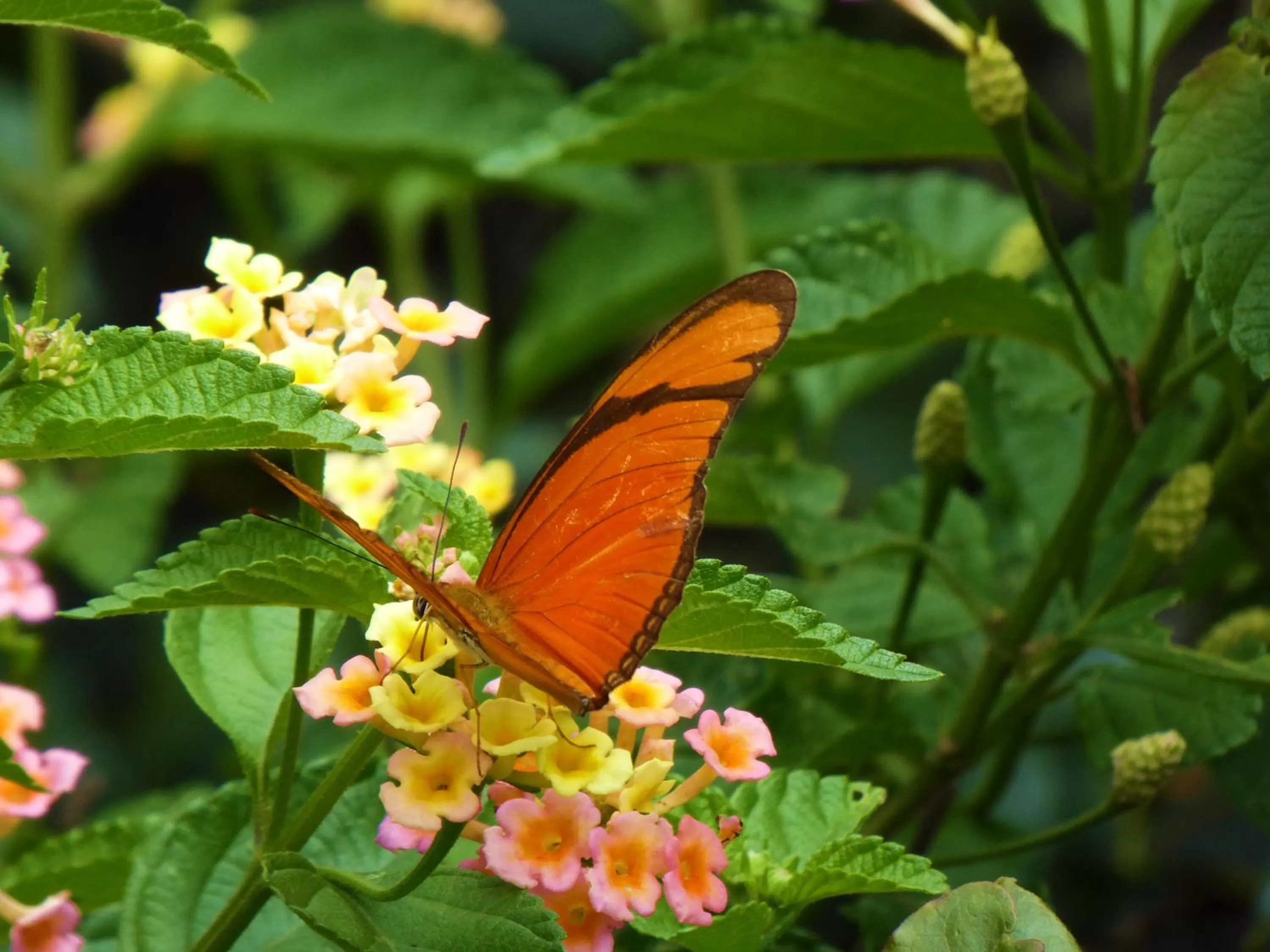 Animals in Finca El Cielo