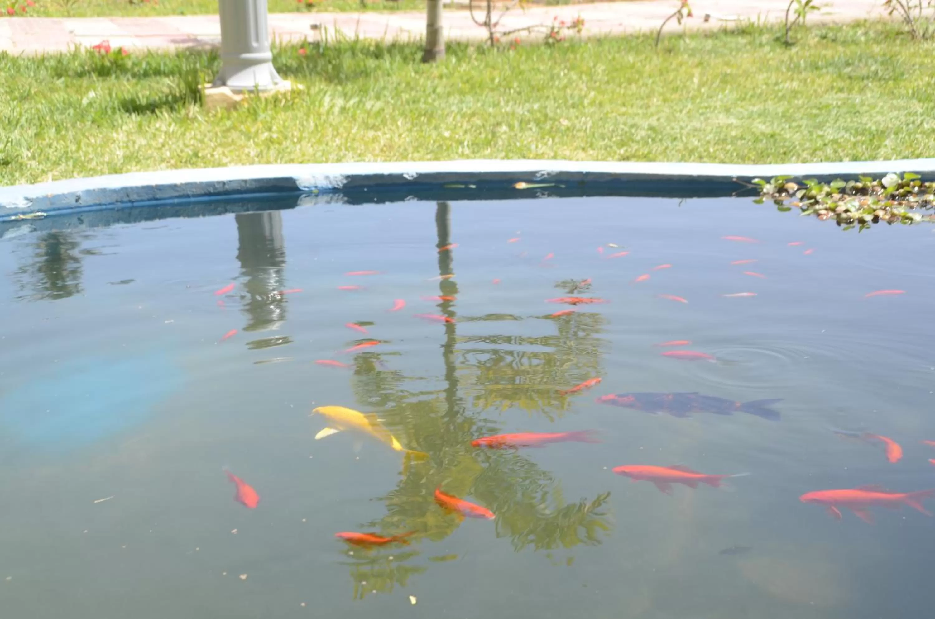 Other Animals in Hotel La Perle