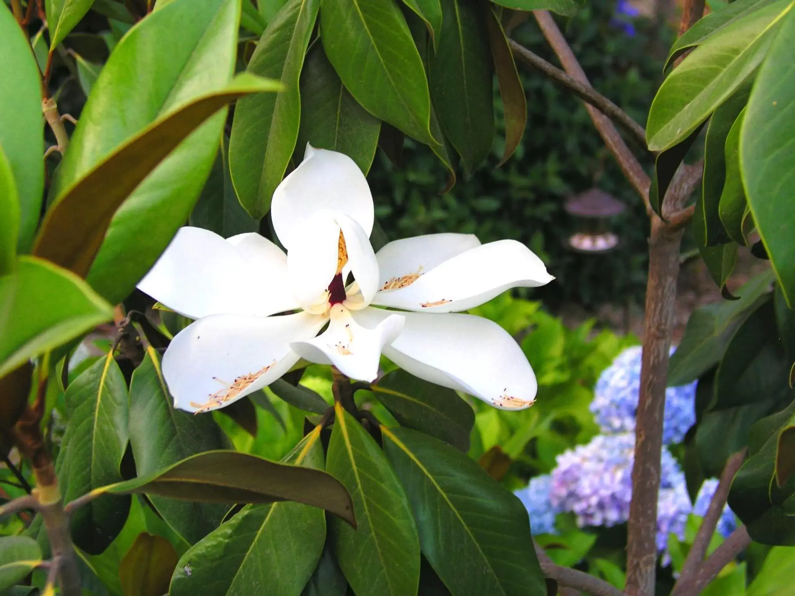 Garden, Other Animals in Hotel Rural San Miguel - Only Adults