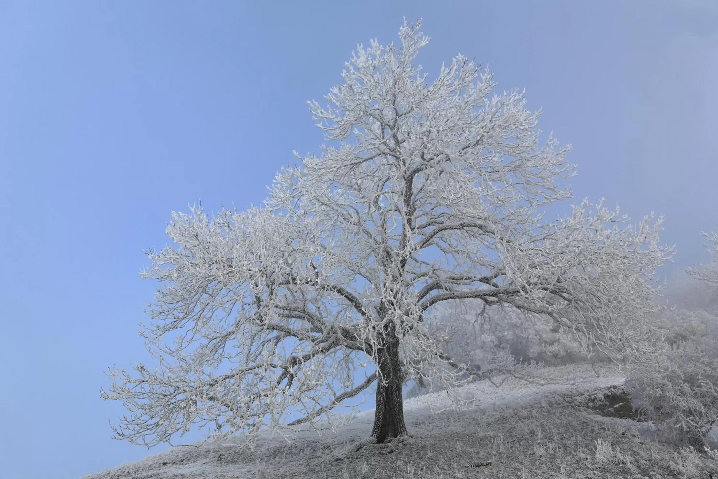 Natural landscape, Winter in Hewen Apartments