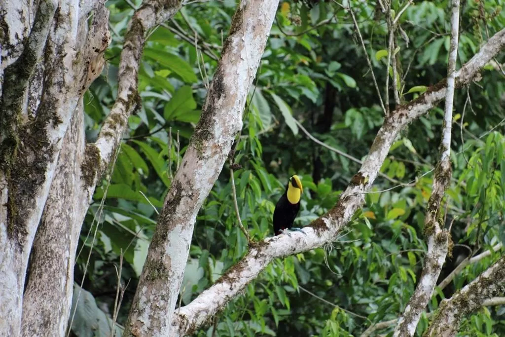 Other Animals in La Purruja Lodge
