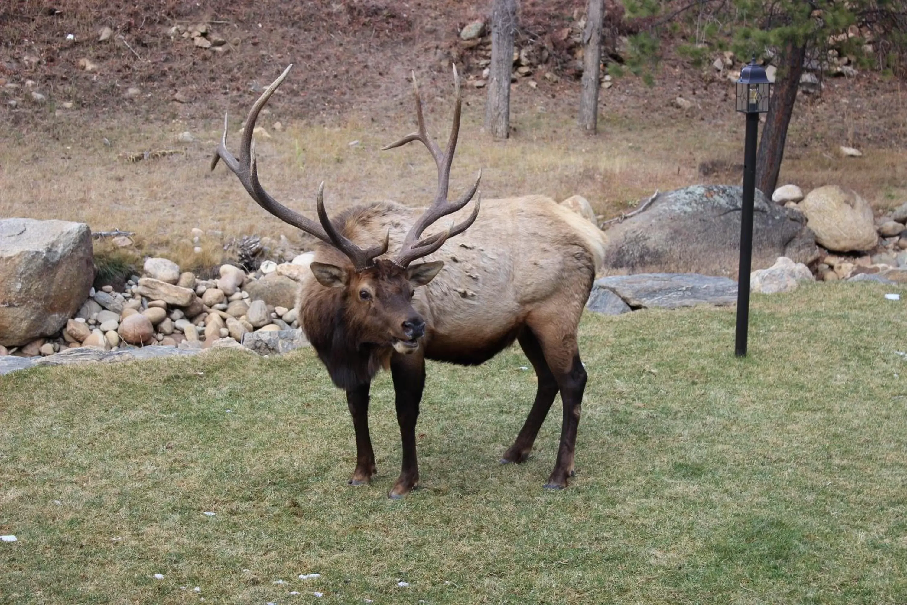 Other Animals in 4 Seasons Inn on Fall River