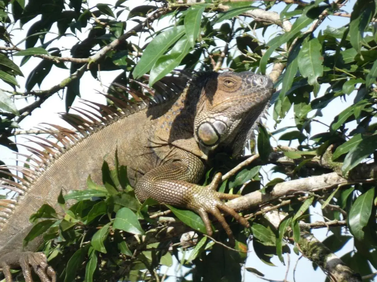 Other Animals in Iguanitas Lodge