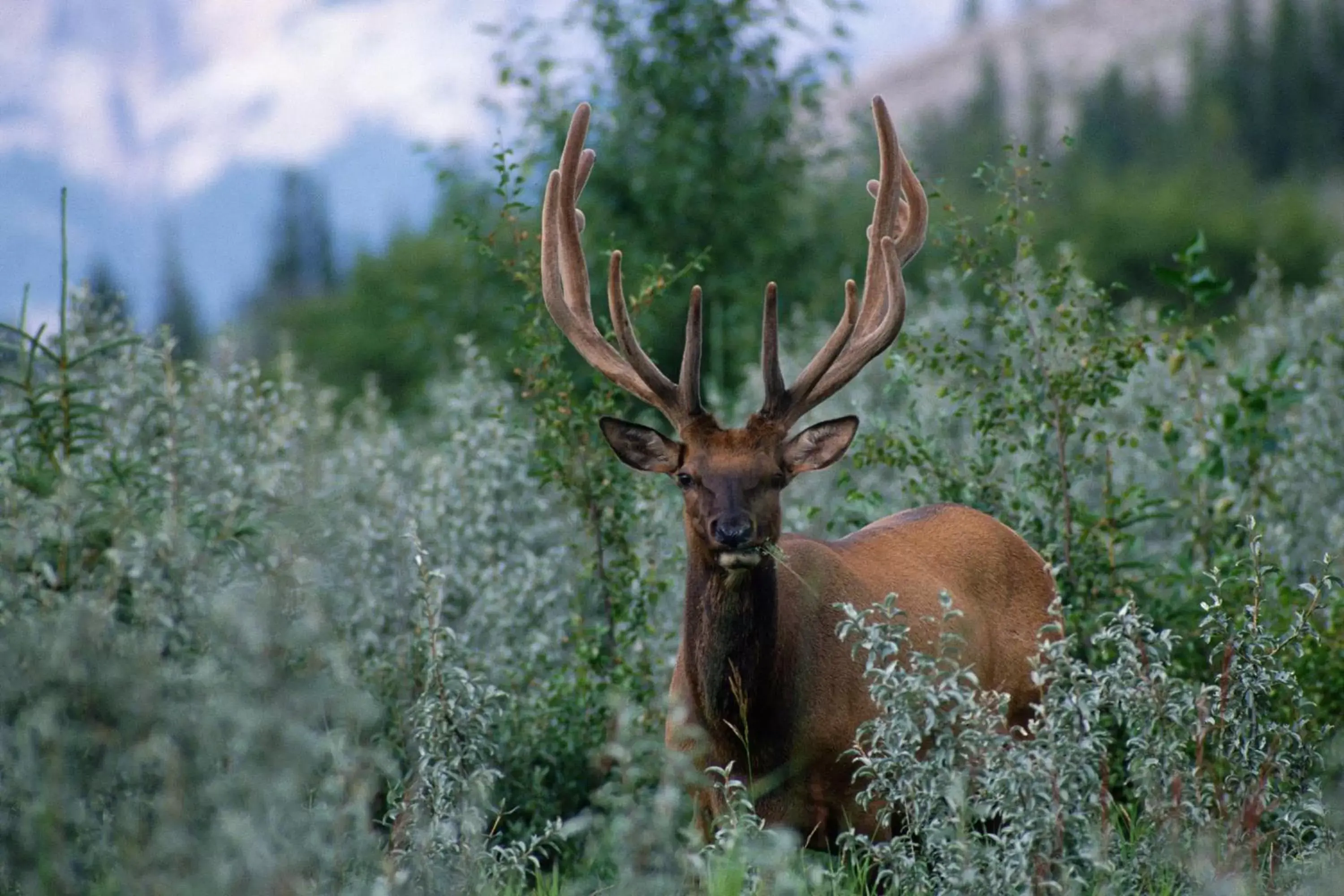 Spring, Other Animals in Falcon Crest Lodge by CLIQUE