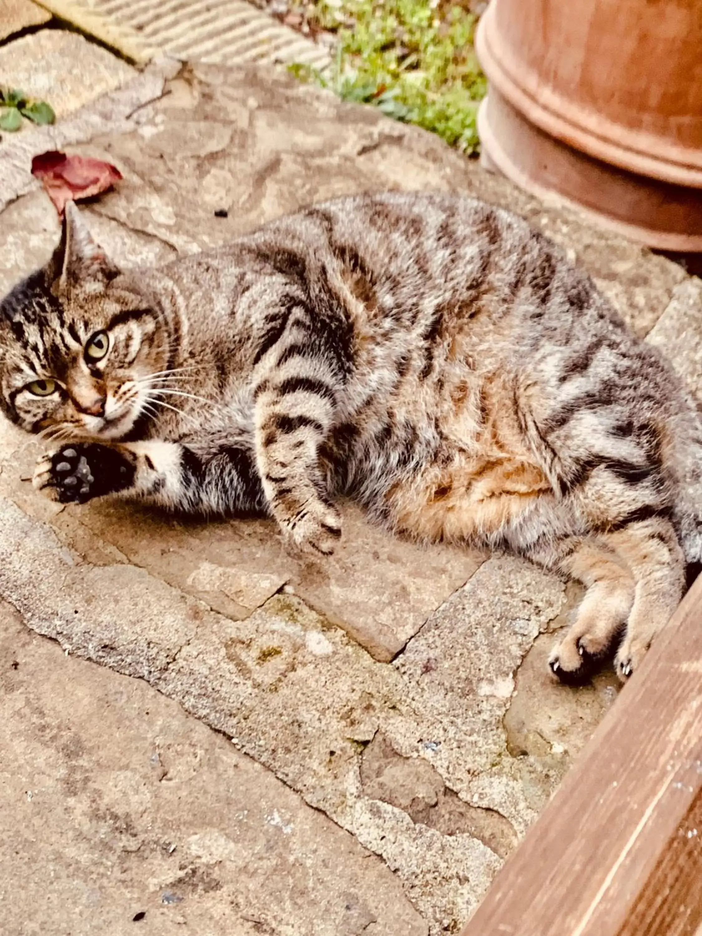 Pets in Locanda di Santantimo