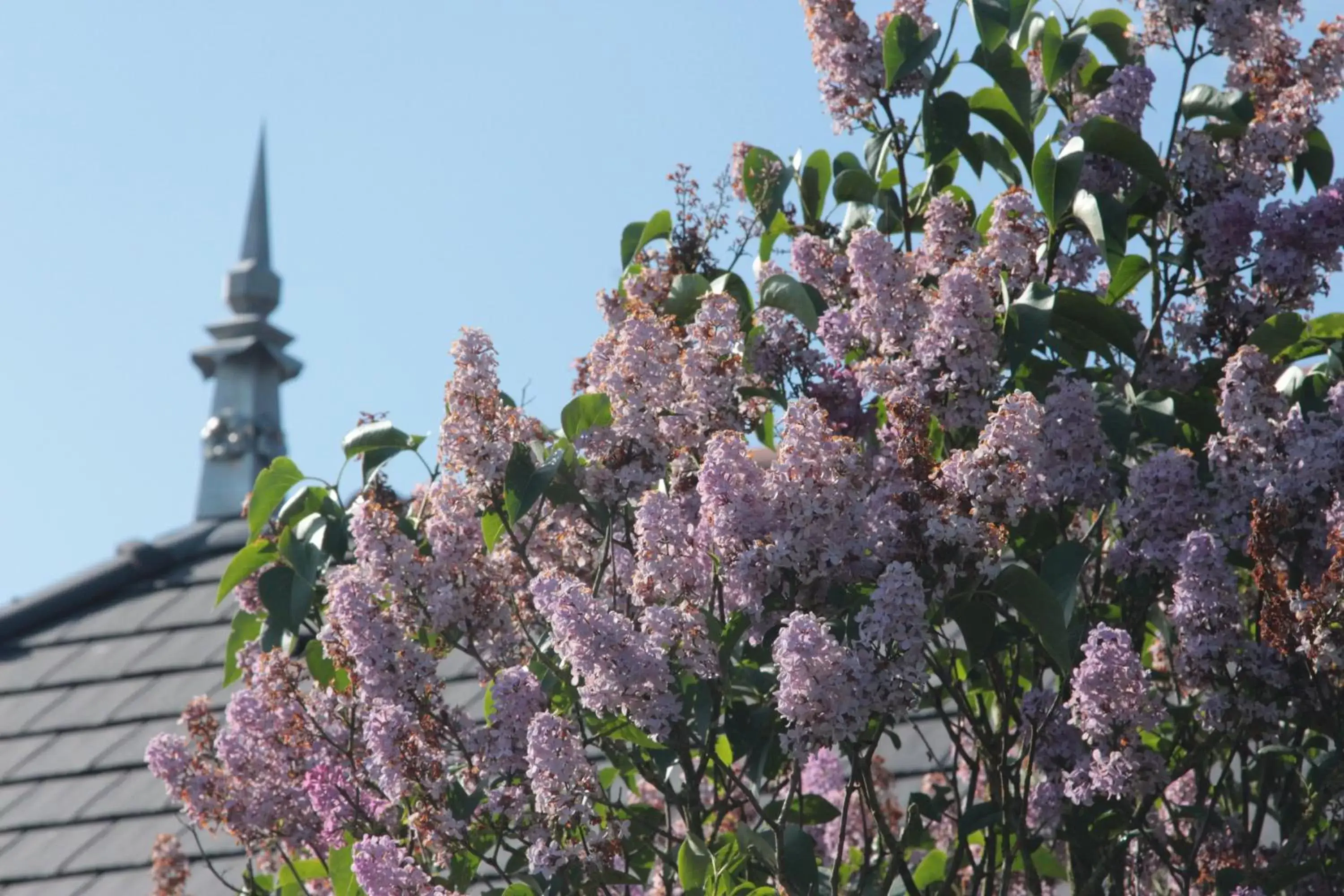 Spring in Le Manoir de Kérofil ** Gîte et chambres d'hôtes **