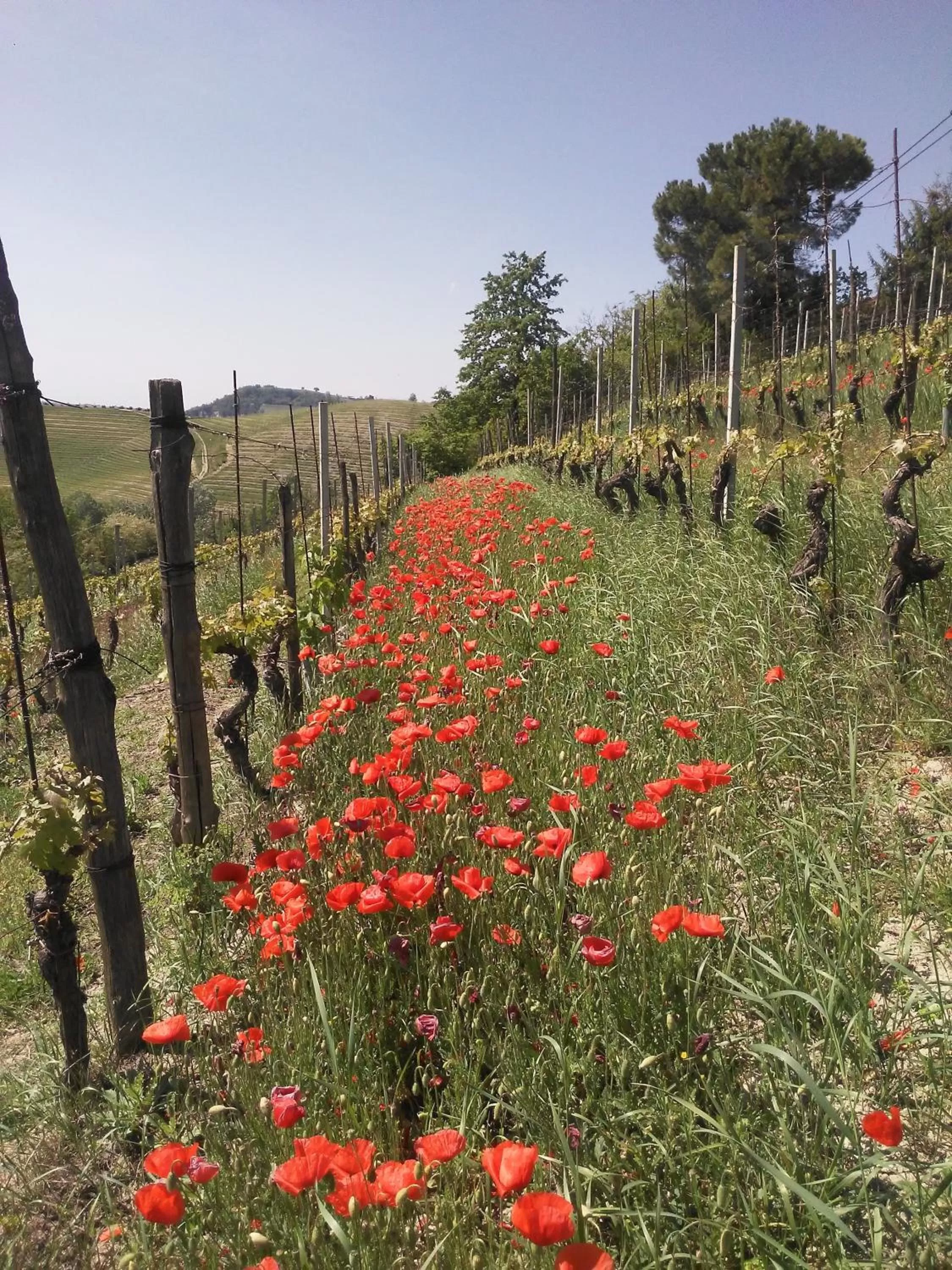 Property building, Garden in Cascina Torello