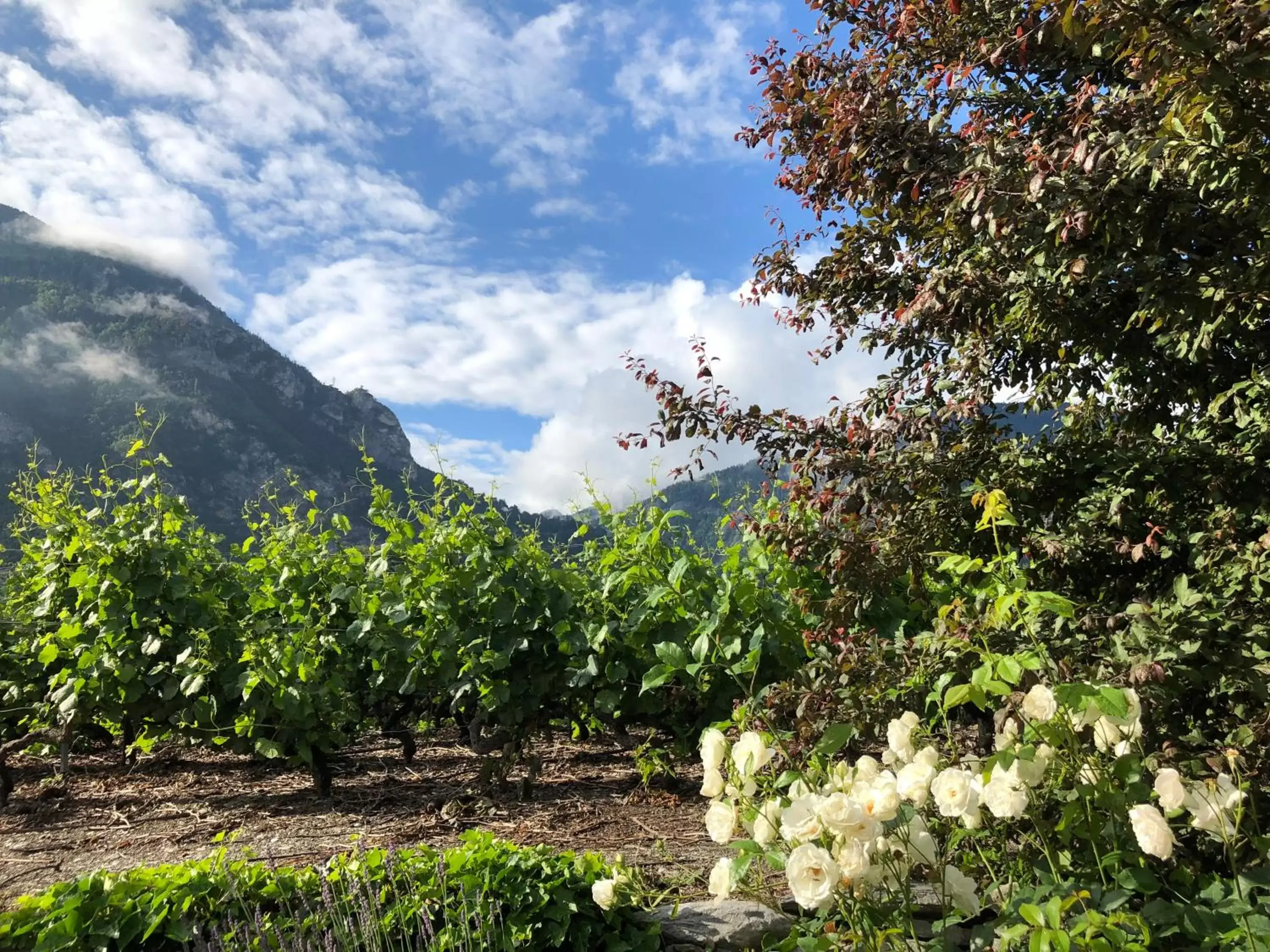 Garden in BnB Chantevent