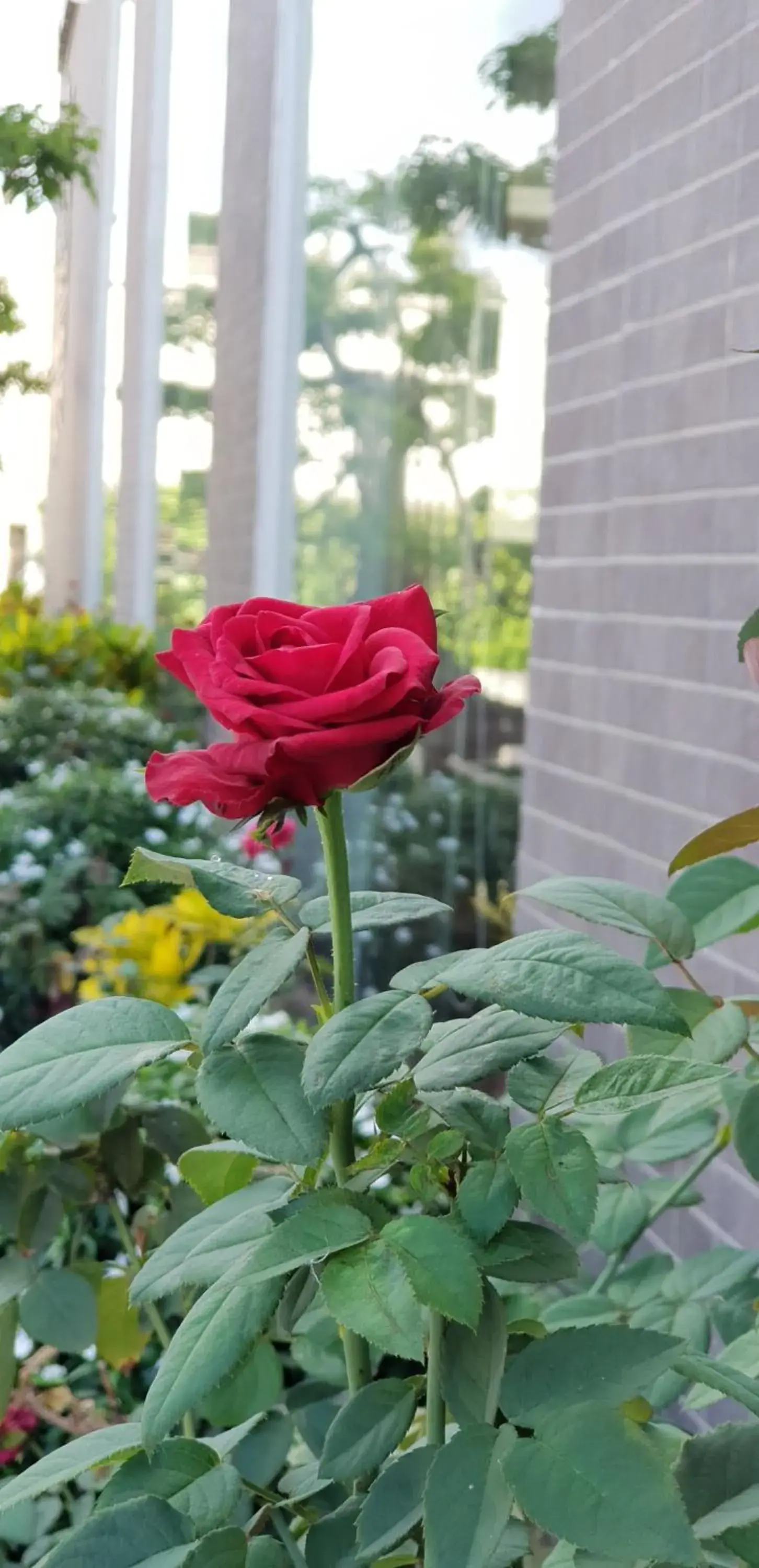 Garden in Phu Cuong Beach Hotel