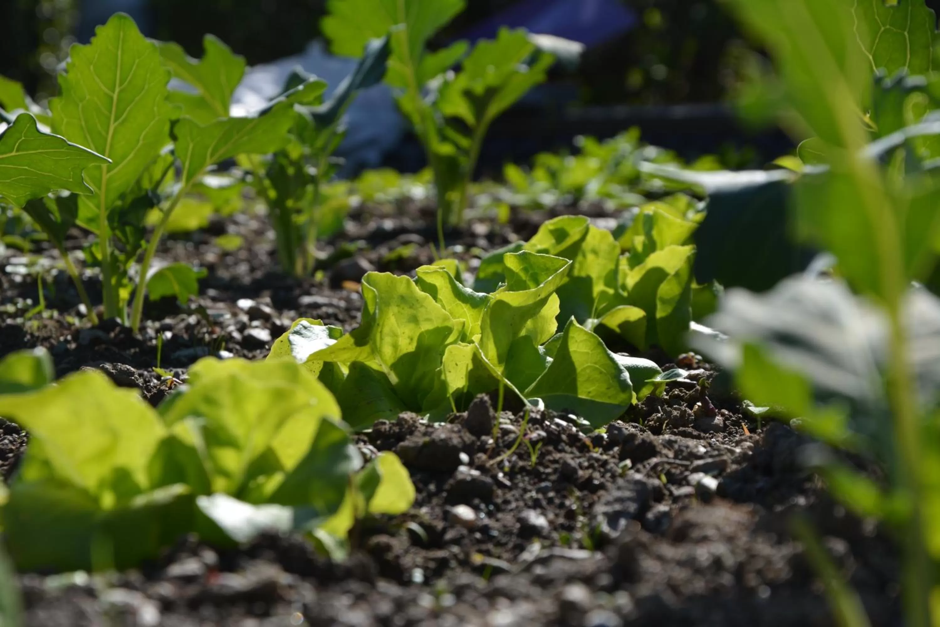 Garden in Natur Resort RISSBACHER