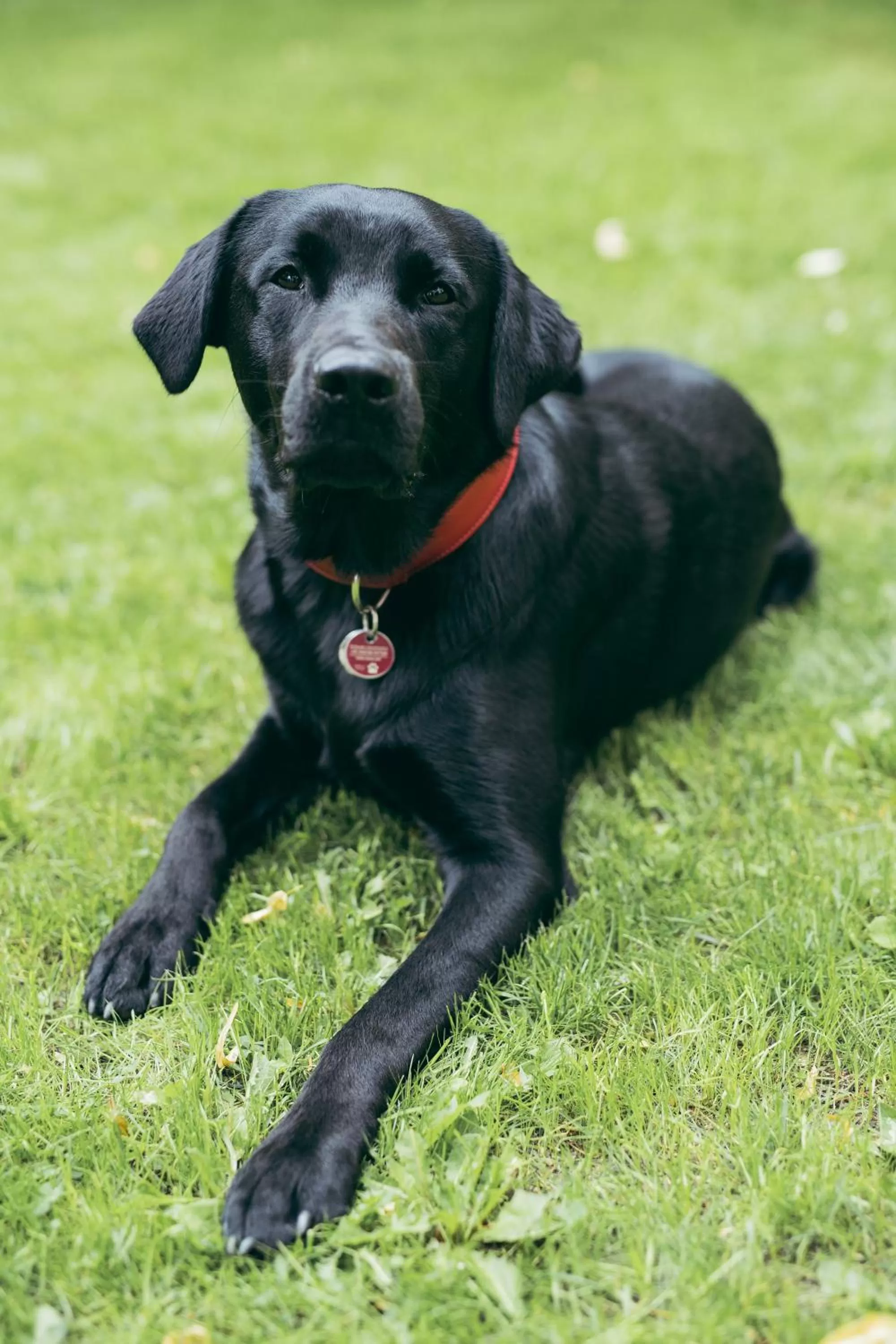 Animals in LIHO - einfach Lübeck