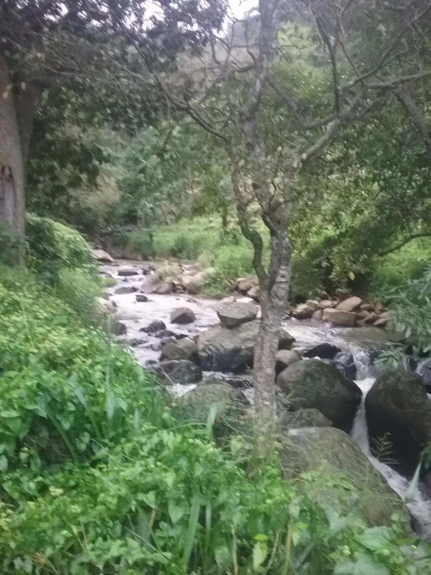 Property building, Natural Landscape in Jungle Face Inn