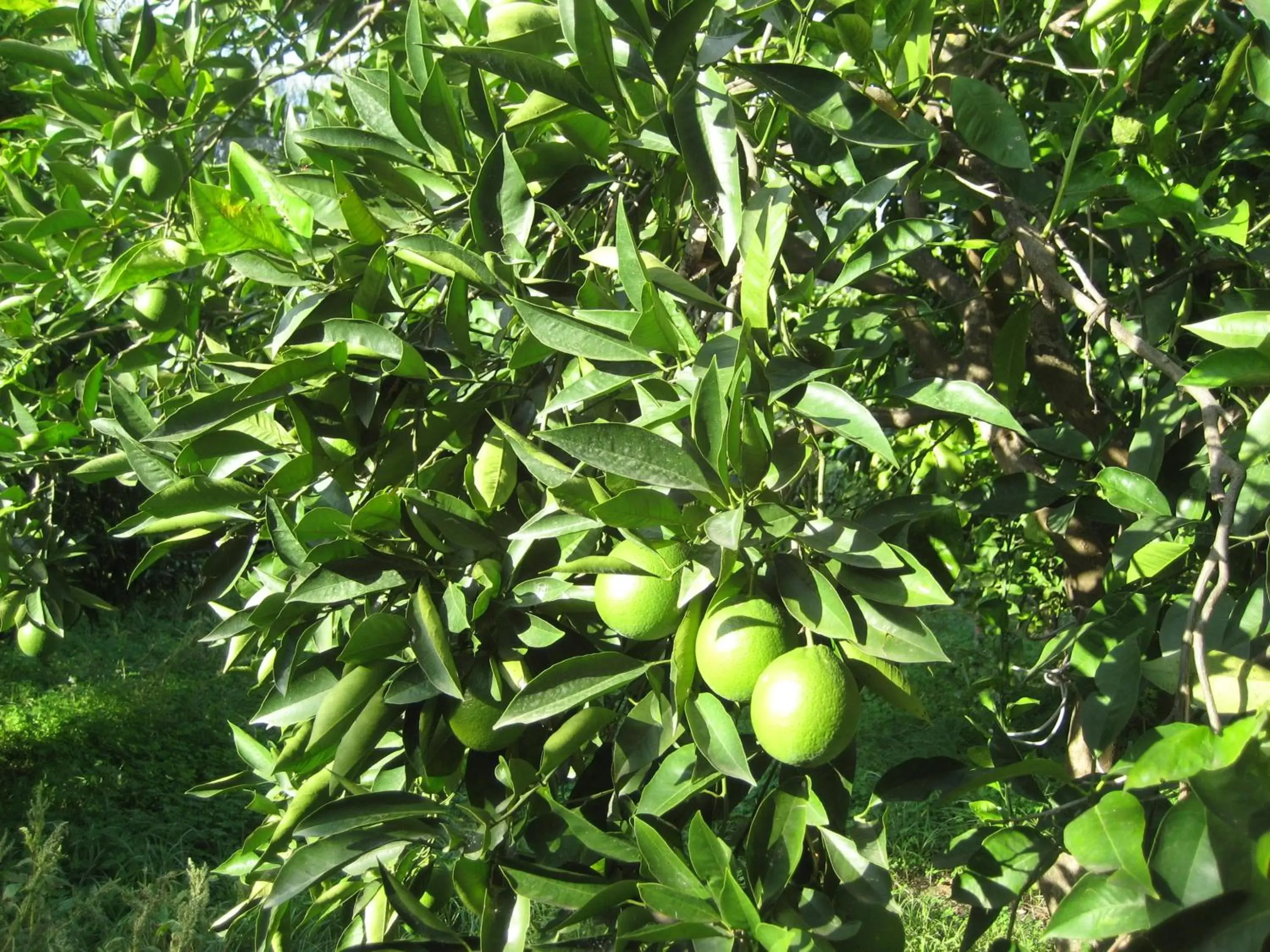 Garden in Oasi del Lago