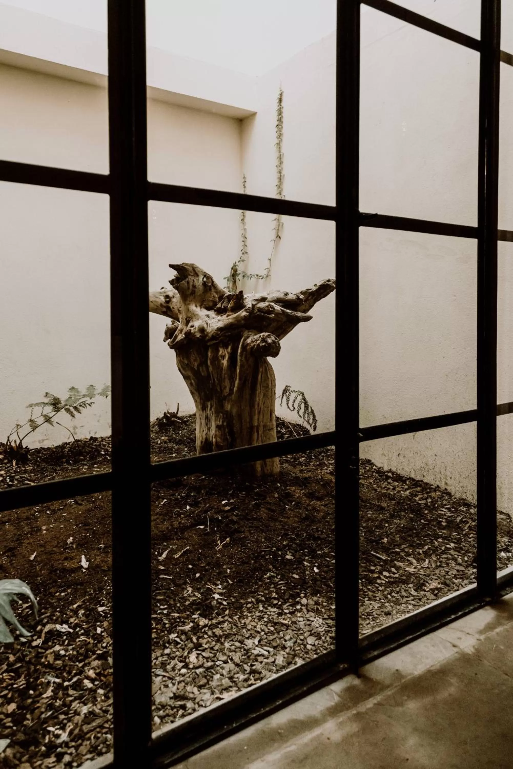 Garden view in Hotel Amatte San Miguel de Allende