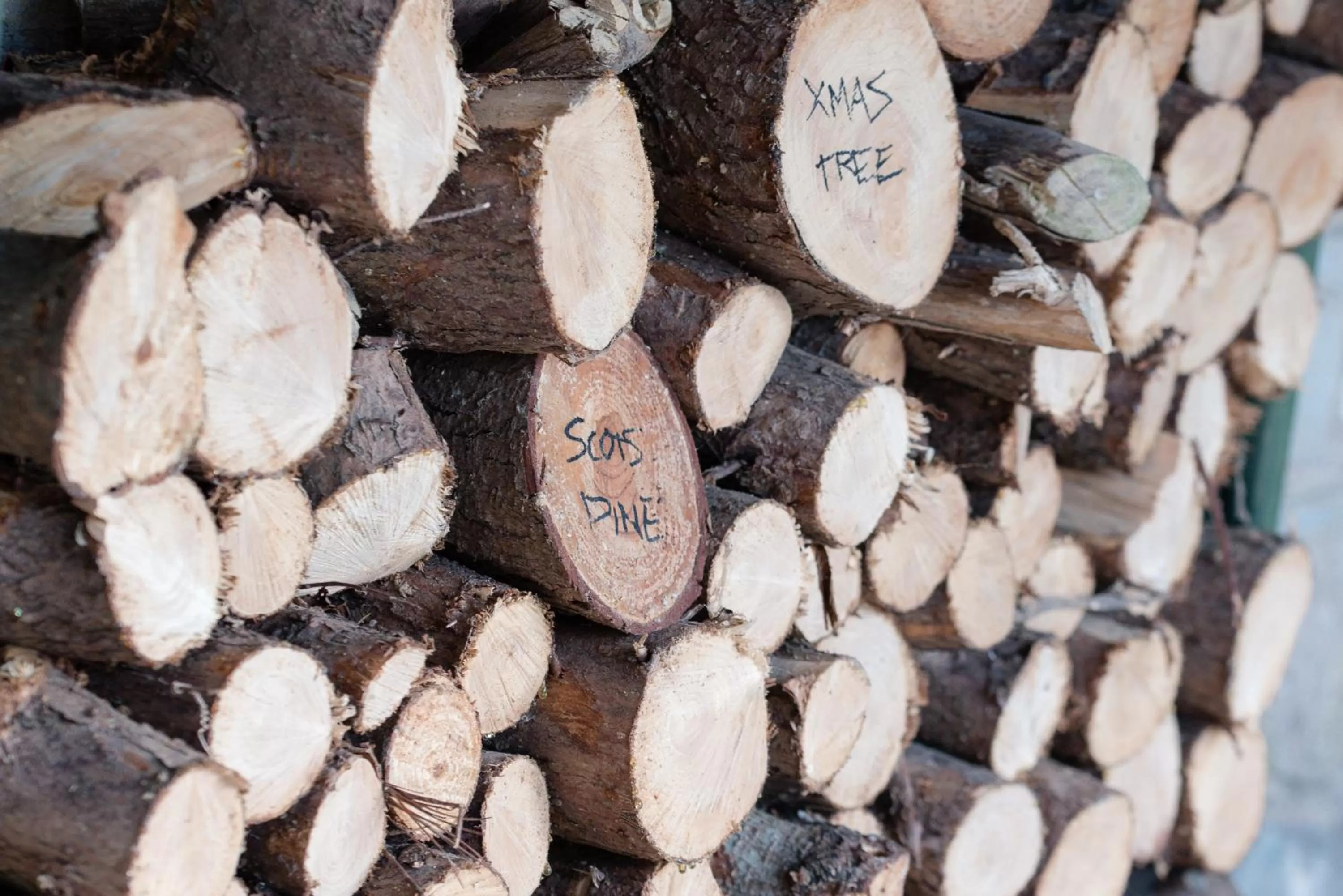 Garden in The School House