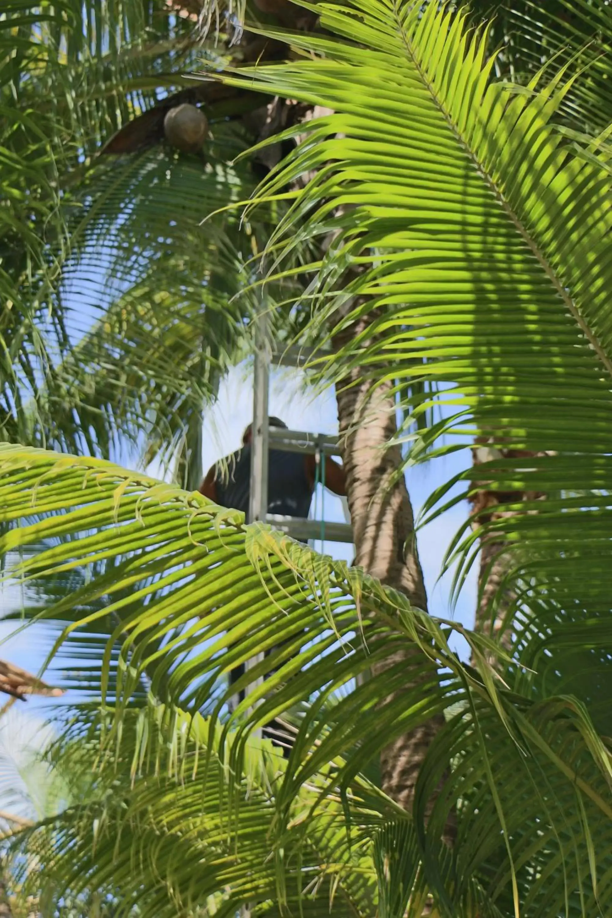 Garden in WishTulum